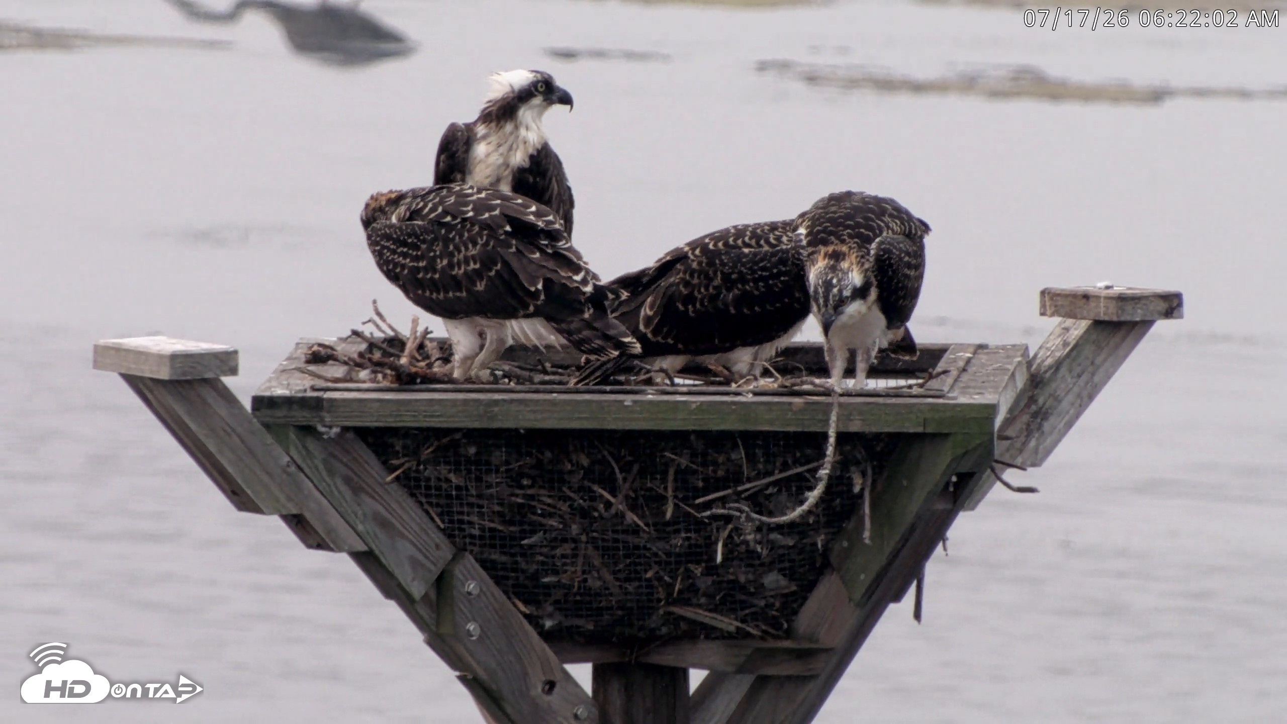 Snapshot of Blackwater Wildlife Refuge Osprey River Platform Live Cam taken Jul 17, 2026, 6:24am EDT