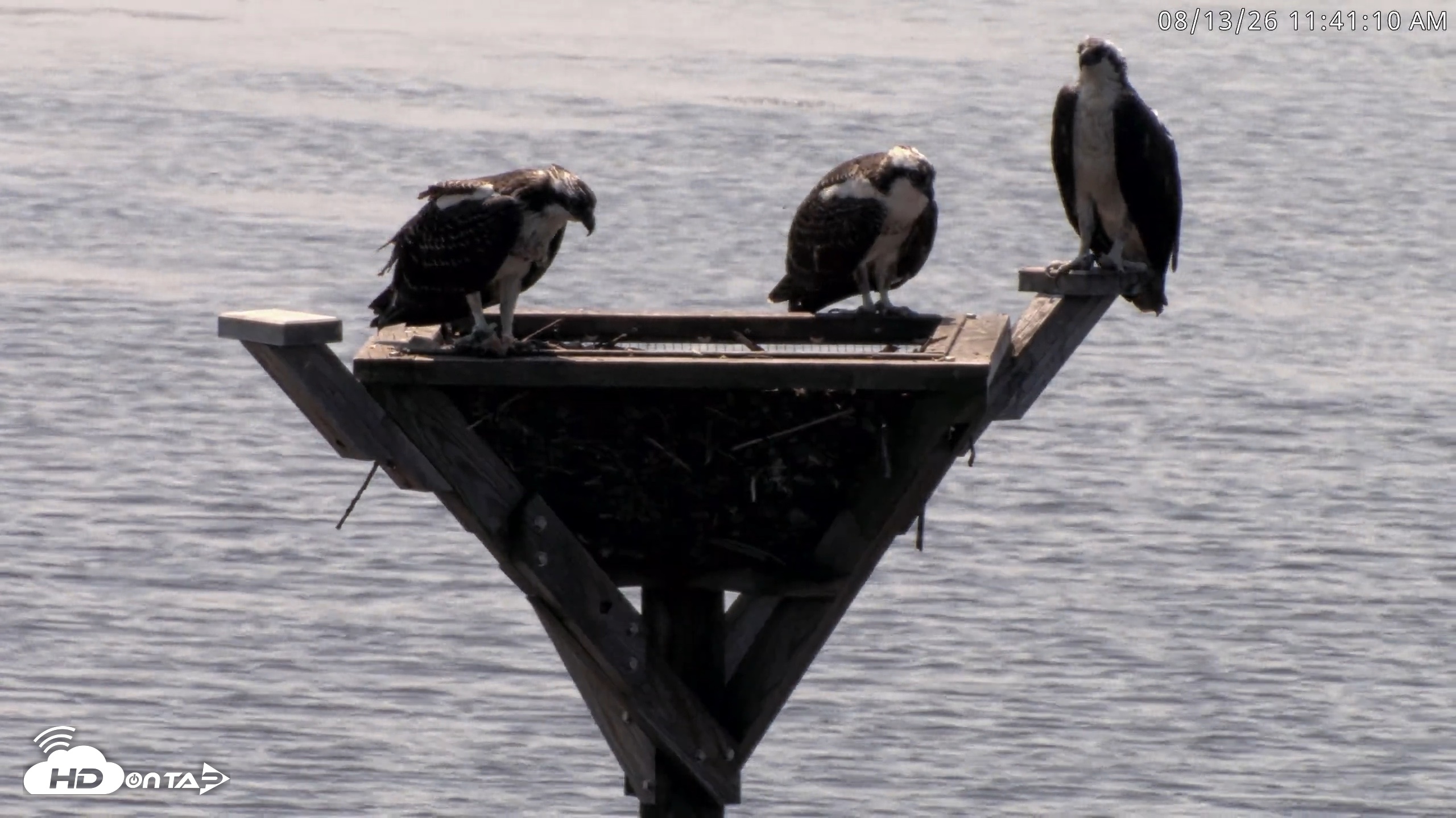 Snapshot of Blackwater Wildlife Refuge Osprey River Platform Live Cam taken Aug 13, 2026, 11:41am EDT