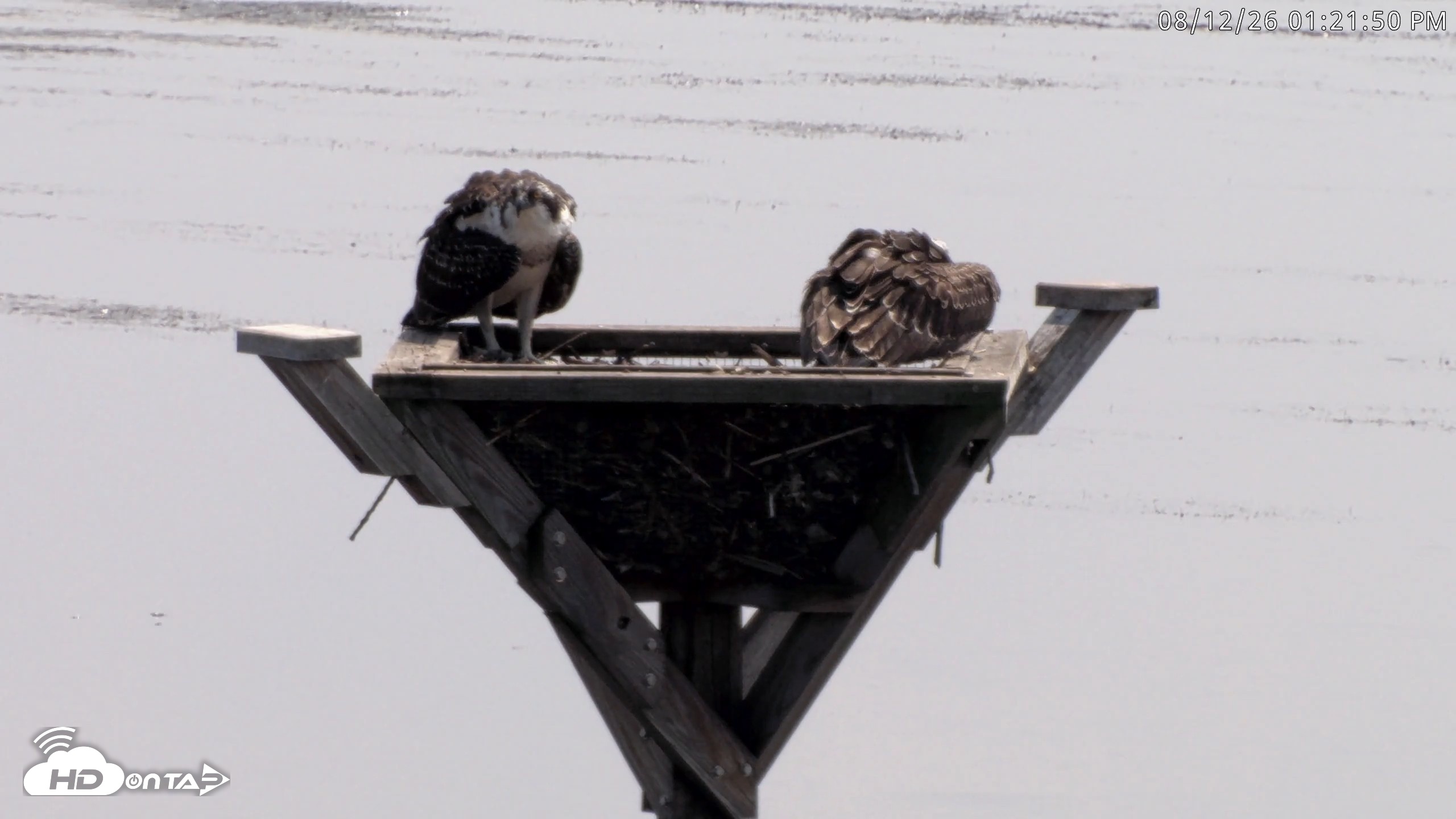 Snapshot of Blackwater Wildlife Refuge Osprey River Platform Live Cam taken Aug 12, 2026, 1:22pm EDT