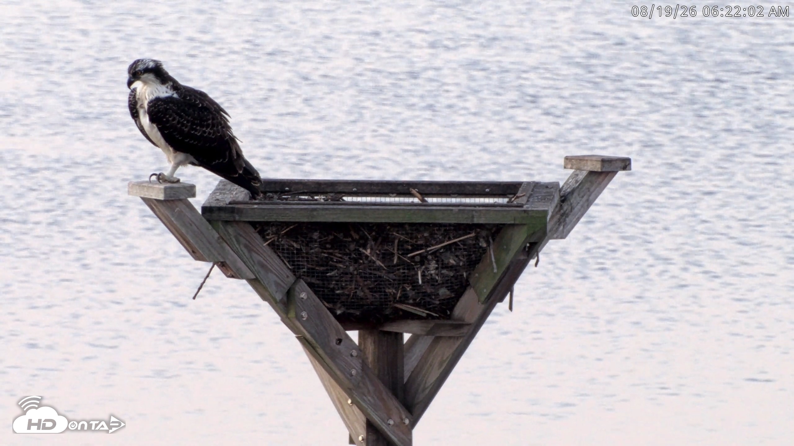 Snapshot of Blackwater Wildlife Refuge Osprey River Platform Live Cam taken Aug 19, 2026, 6:22am EDT