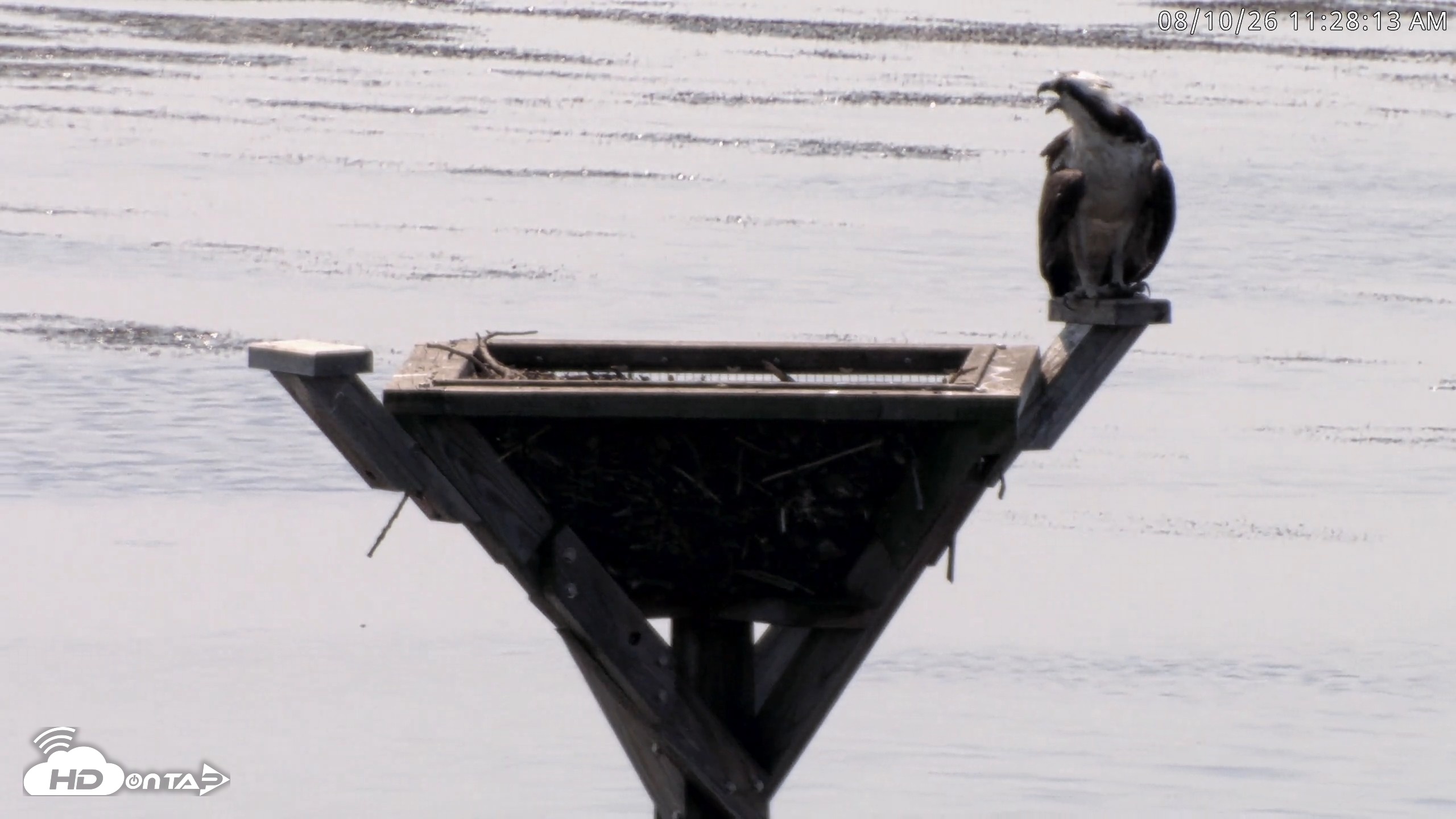 Snapshot of Blackwater Wildlife Refuge Osprey River Platform Live Cam taken Aug 10, 2026, 11:28am EDT