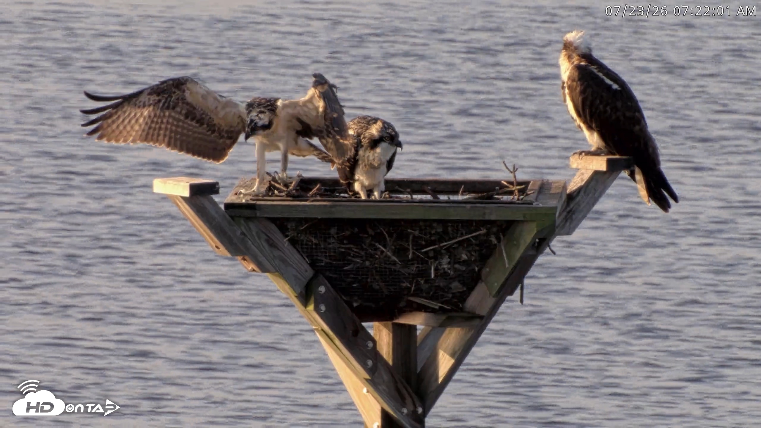 Snapshot of Blackwater Wildlife Refuge Osprey River Platform Live Cam taken Jul 23, 2026, 7:22am EDT