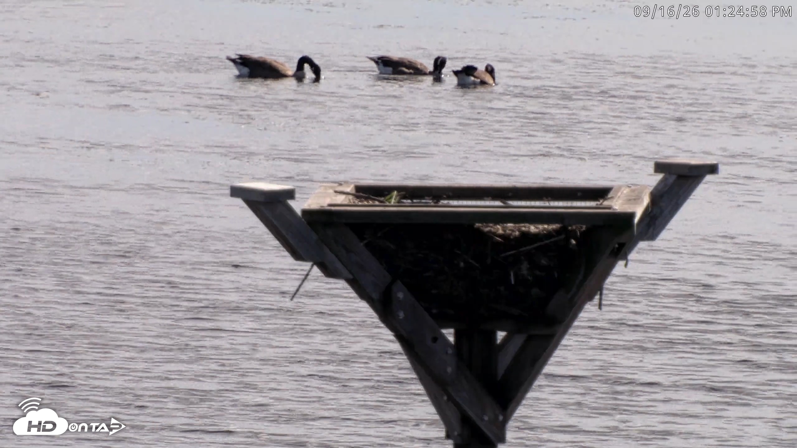 Snapshot of Blackwater Wildlife Refuge Osprey River Platform Live Cam taken Sep 16, 2026, 1:25pm EDT