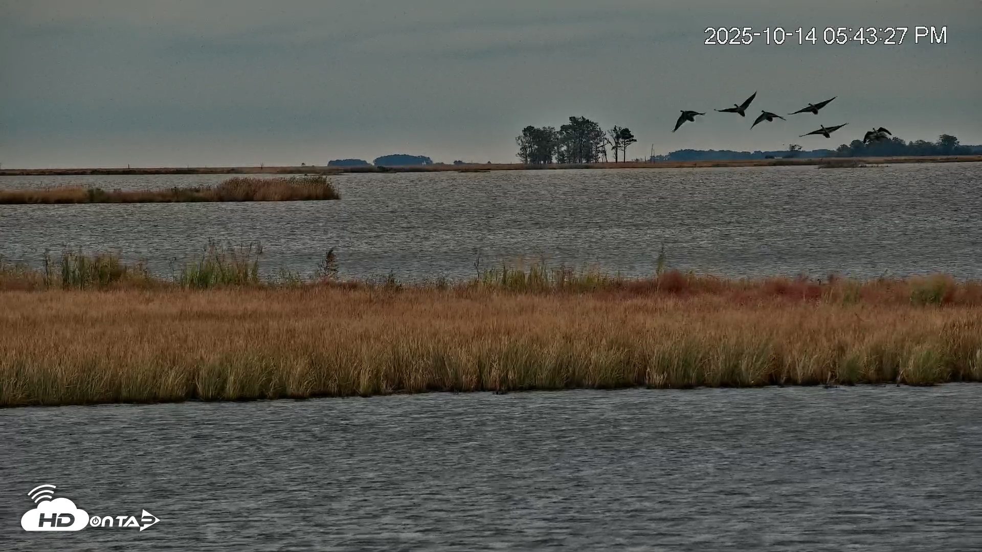 Snapshot of Blackwater Wildlife Refuge Osprey River Platform Live Cam taken Oct 14, 2025, 5:44pm EDT