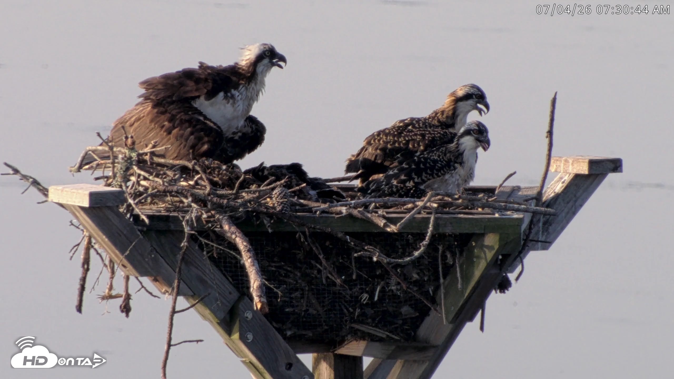 Snapshot of Blackwater Wildlife Refuge Osprey River Platform Live Cam taken Jul 4, 2026, 7:31am EDT