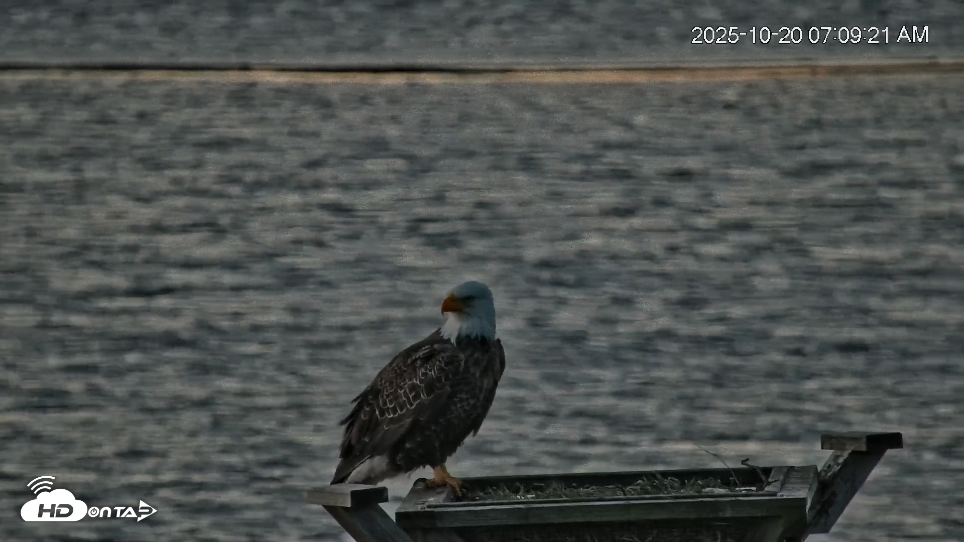 Snapshot of Blackwater Wildlife Refuge Osprey River Platform Live Cam taken Oct 20, 2025, 7:10am EDT