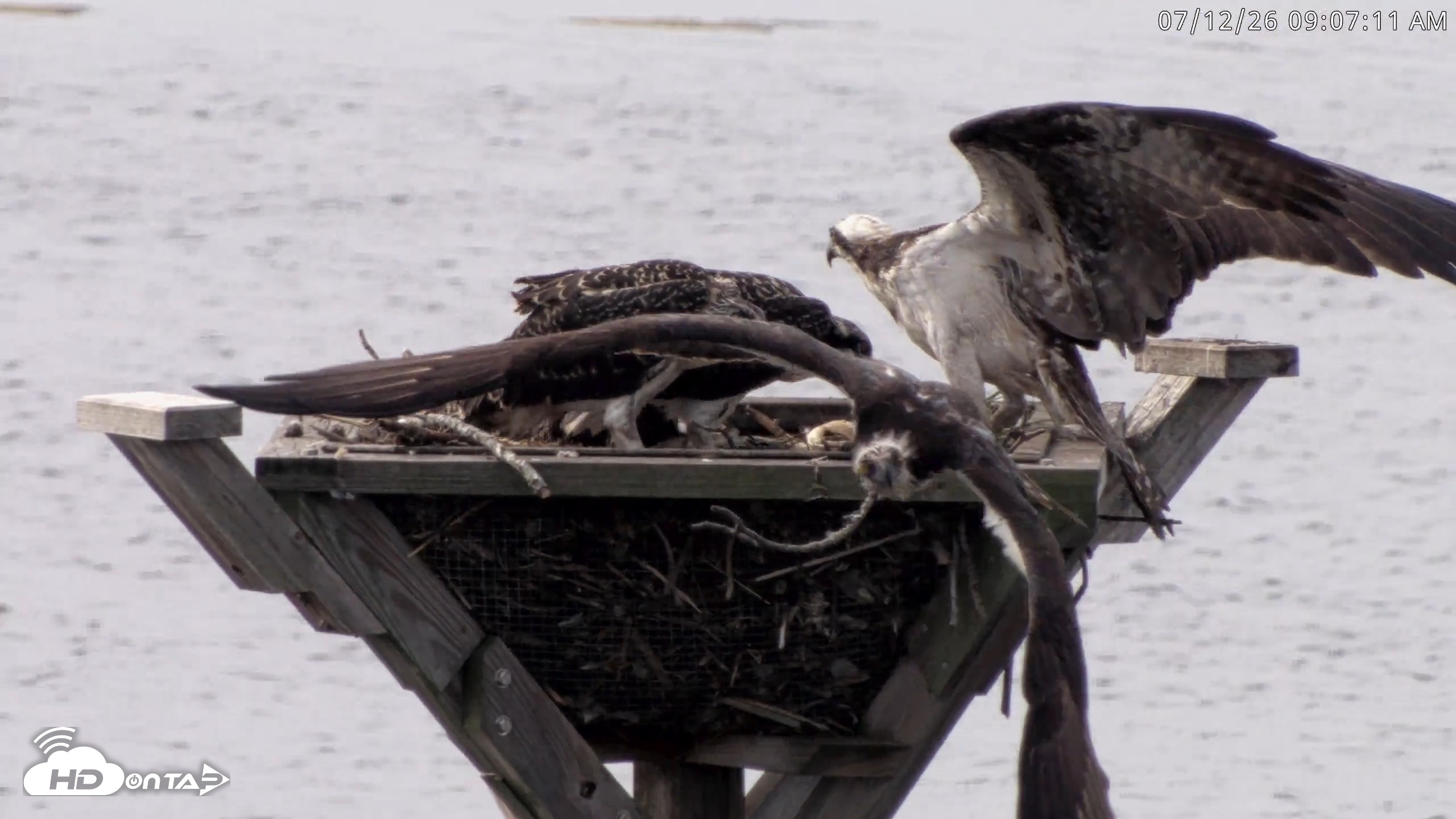 Snapshot of Blackwater Wildlife Refuge Osprey River Platform Live Cam taken Jul 12, 2026, 9:07am EDT