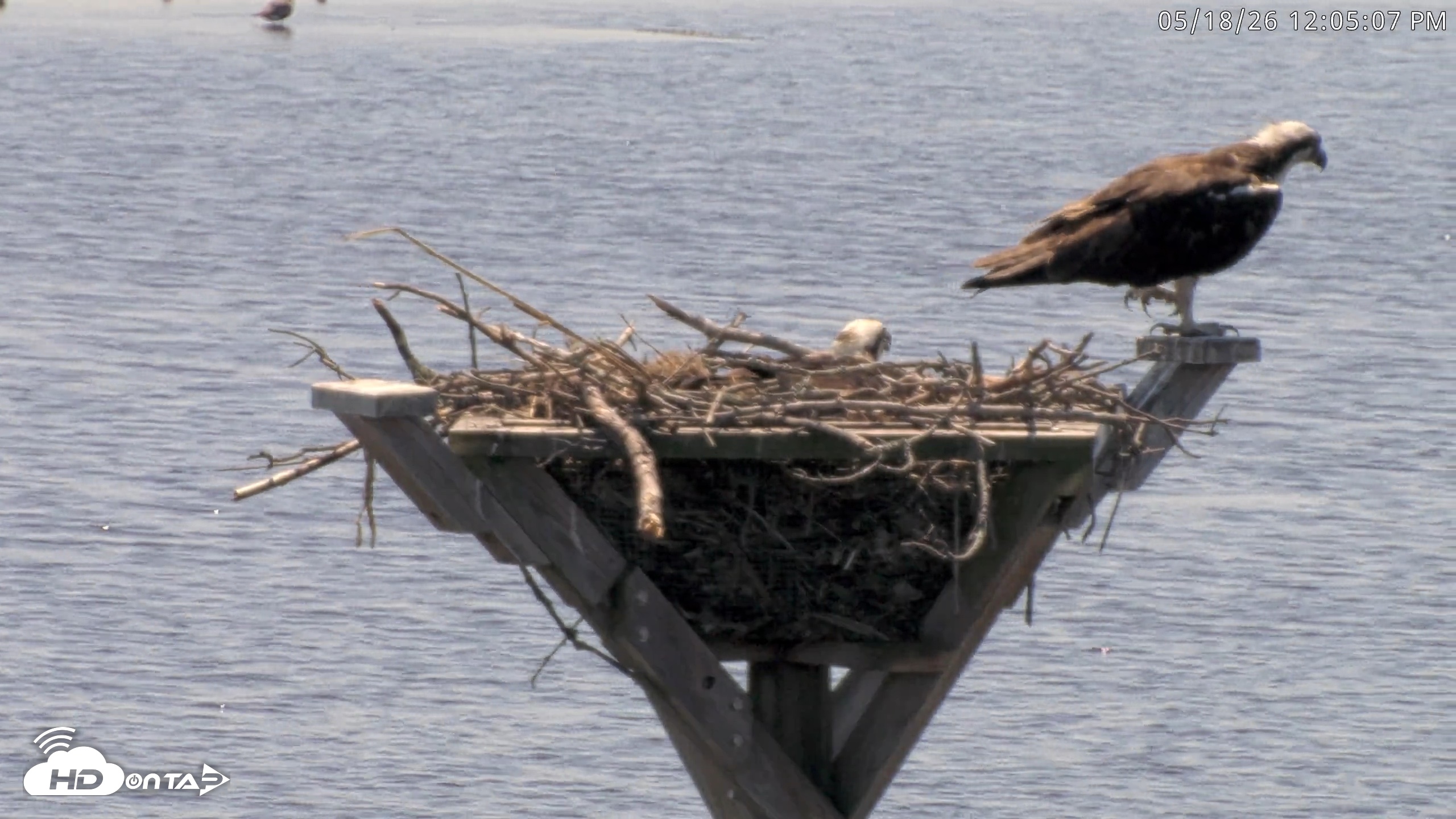 Snapshot of Blackwater Wildlife Refuge Osprey River Platform Live Cam taken May 18, 2026, 12:05pm EDT