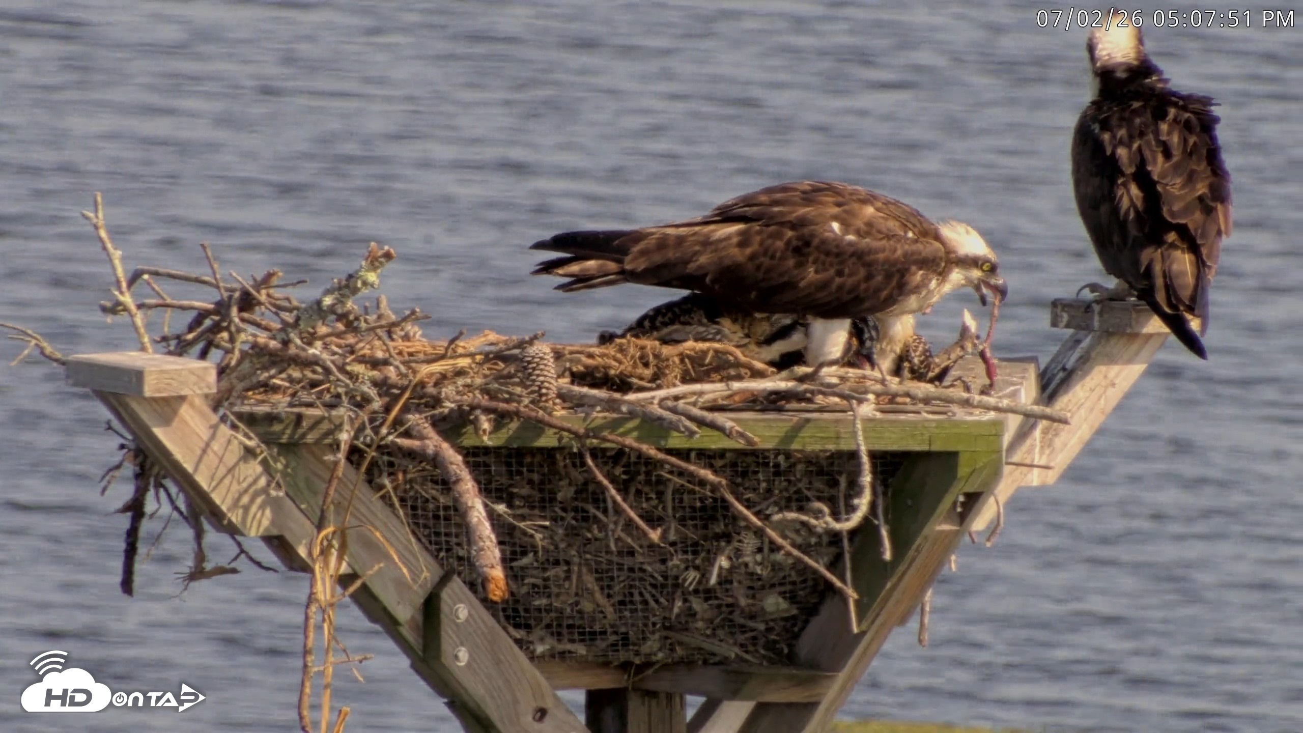 Snapshot of Blackwater Wildlife Refuge Osprey River Platform Live Cam taken Jul 2, 2026, 5:08pm EDT