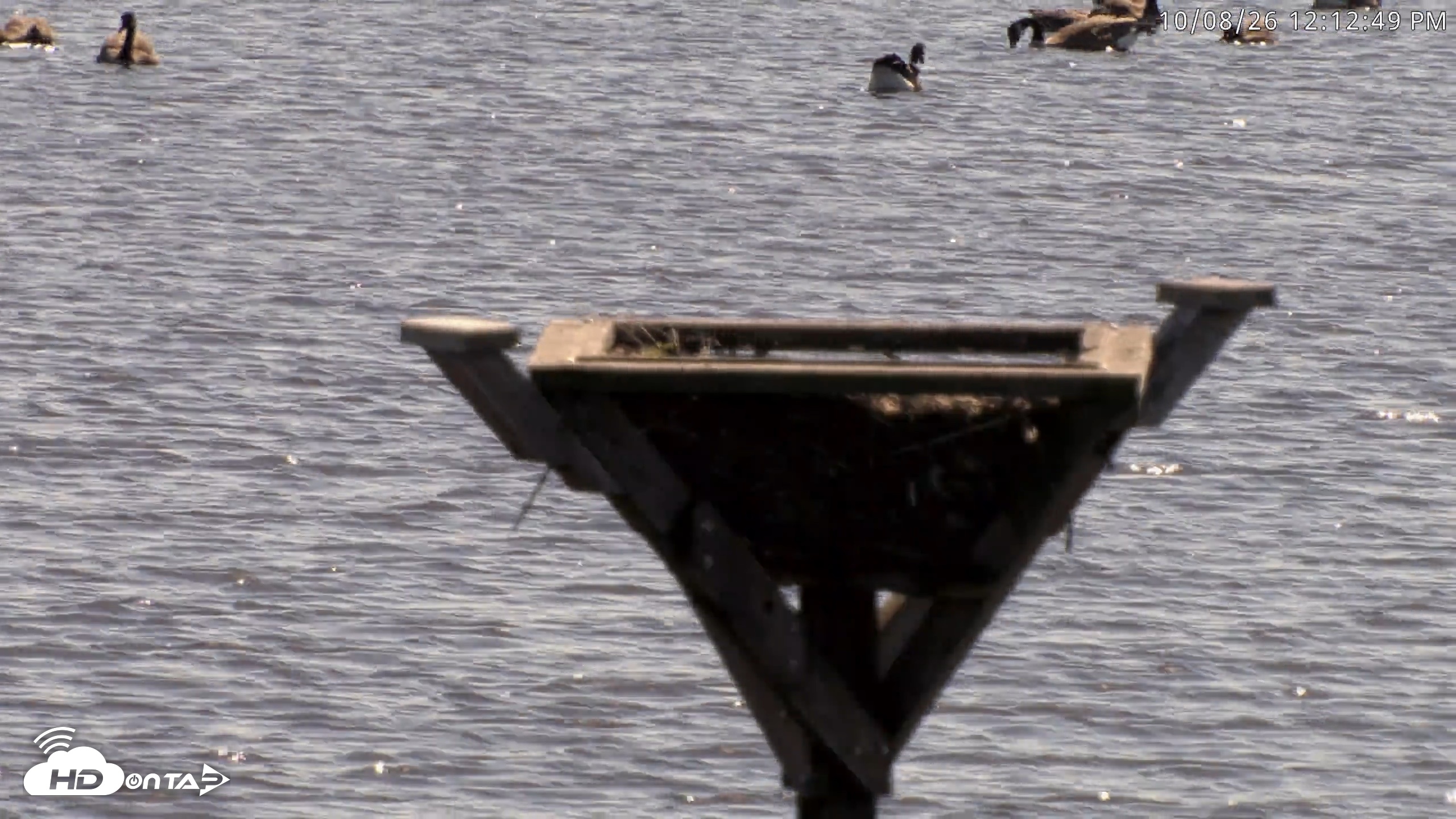 Snapshot of Blackwater Wildlife Refuge Osprey River Platform Live Cam taken Oct 8, 2026, 12:13pm EDT