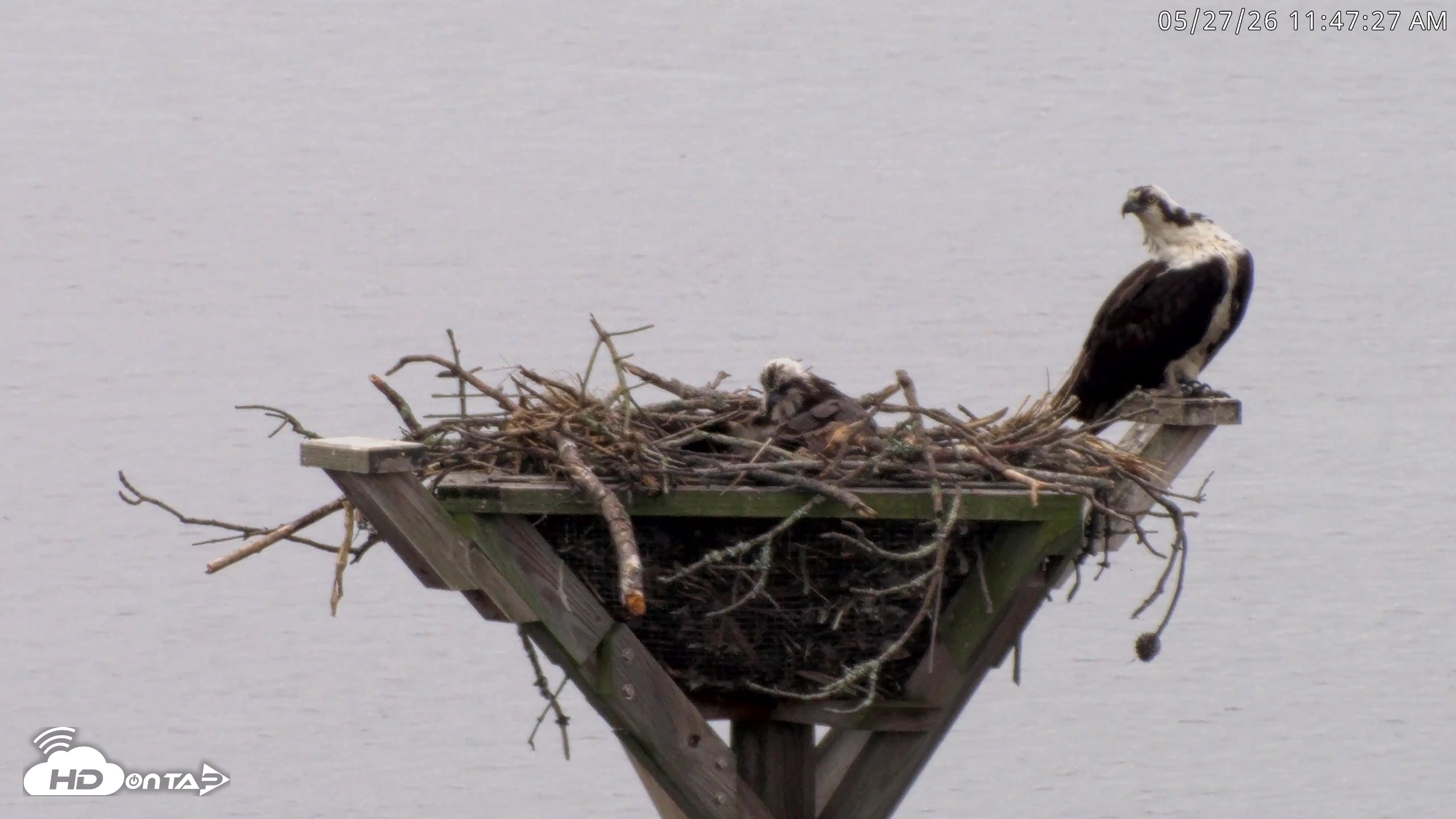 Snapshot of Blackwater Wildlife Refuge Osprey River Platform Live Cam taken May 27, 2026, 11:48am EDT