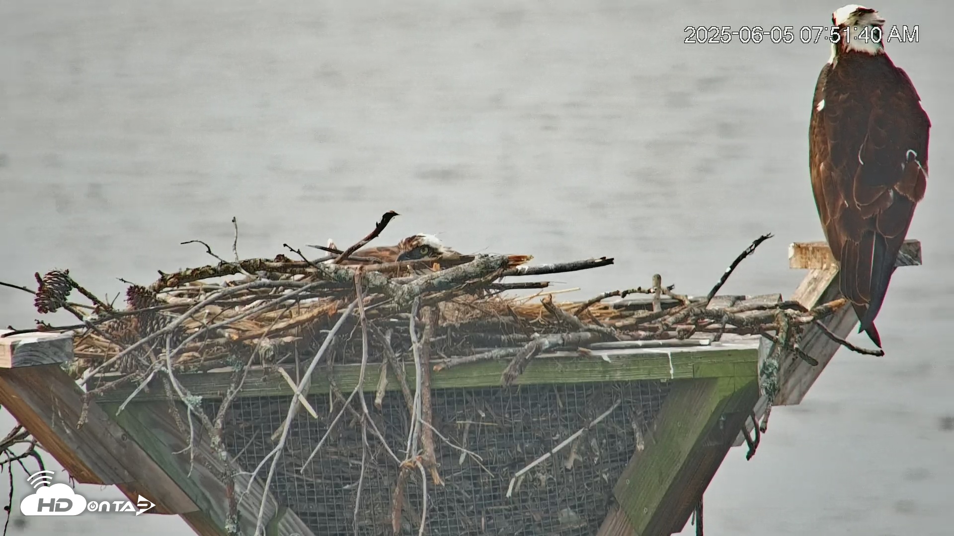 Snapshot of Blackwater Wildlife Refuge Osprey River Platform Live Cam taken Jun 5, 2025, 7:52am EDT