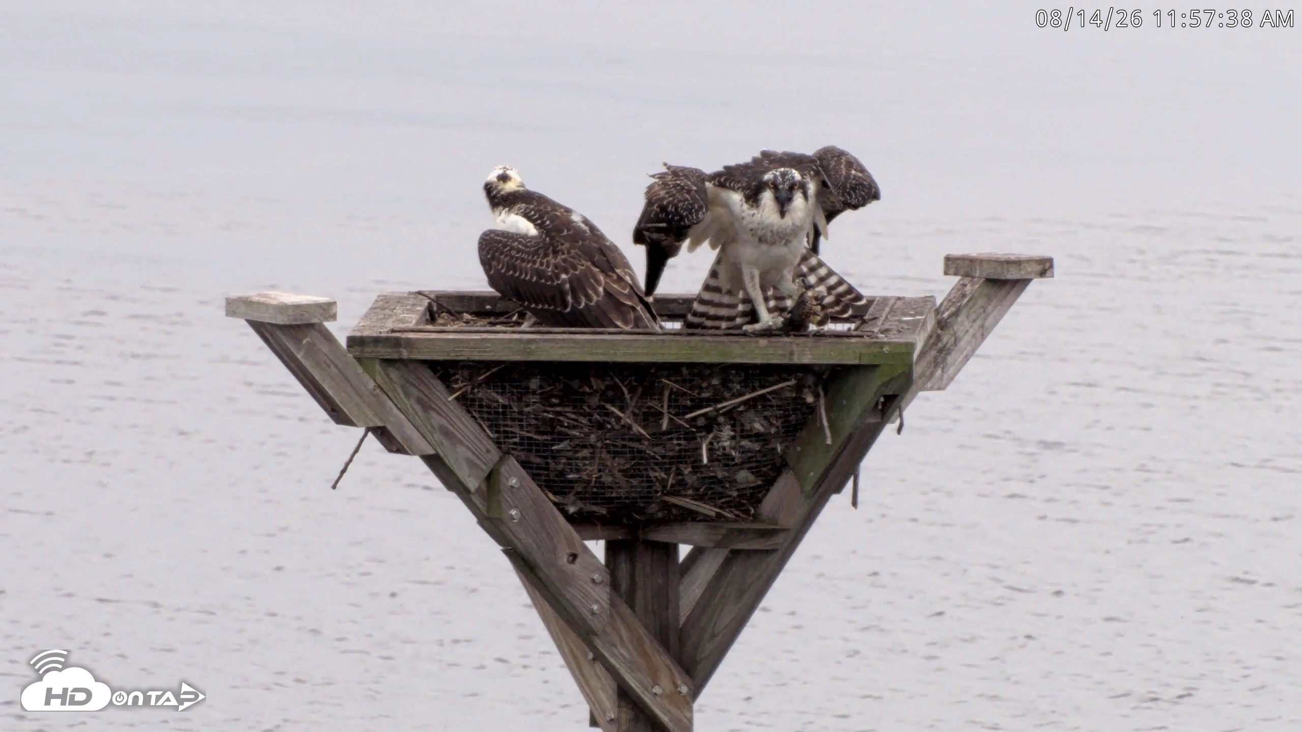 Snapshot of Blackwater Wildlife Refuge Osprey River Platform Live Cam taken Aug 14, 2026, 11:58am EDT