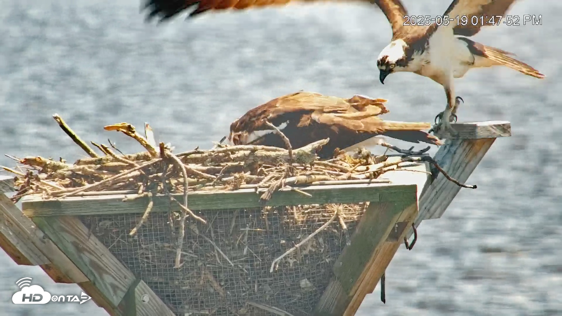 Snapshot of Blackwater Wildlife Refuge Osprey River Platform Live Cam taken May 19, 2025, 1:48pm EDT