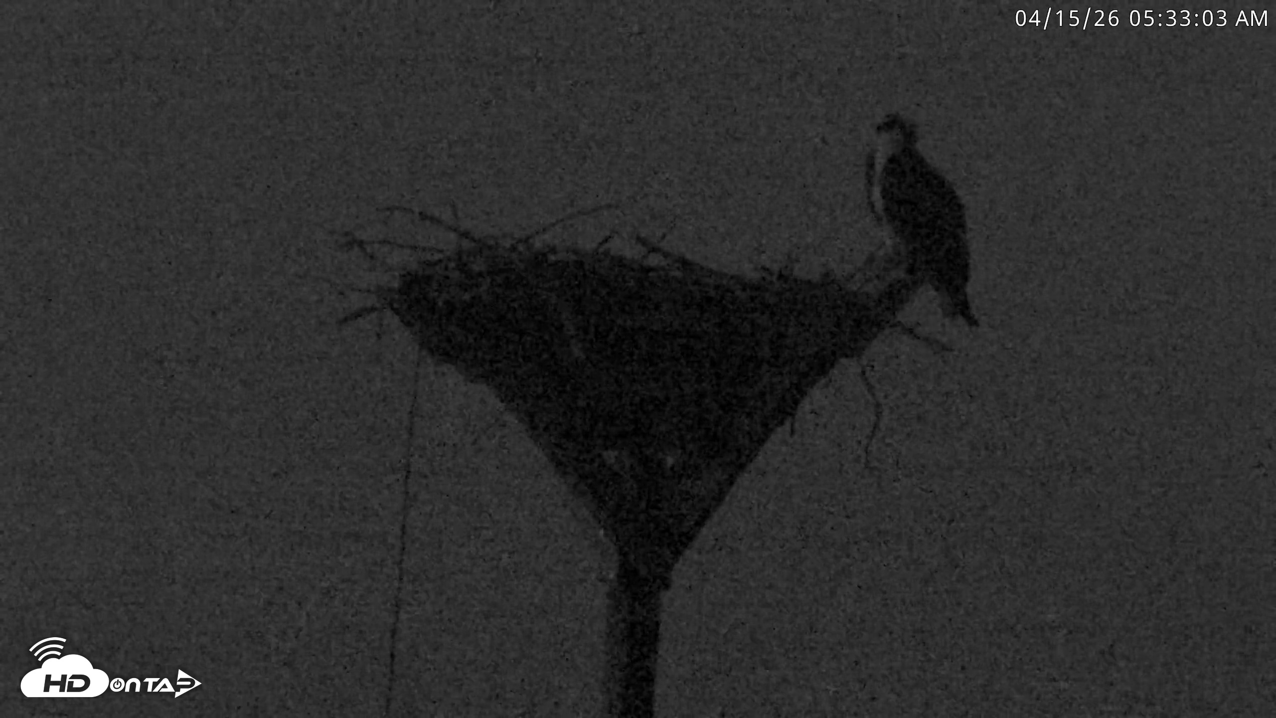 Snapshot of Blackwater Wildlife Refuge Osprey River Platform Live Cam taken Apr 15, 2026, 5:33am EDT