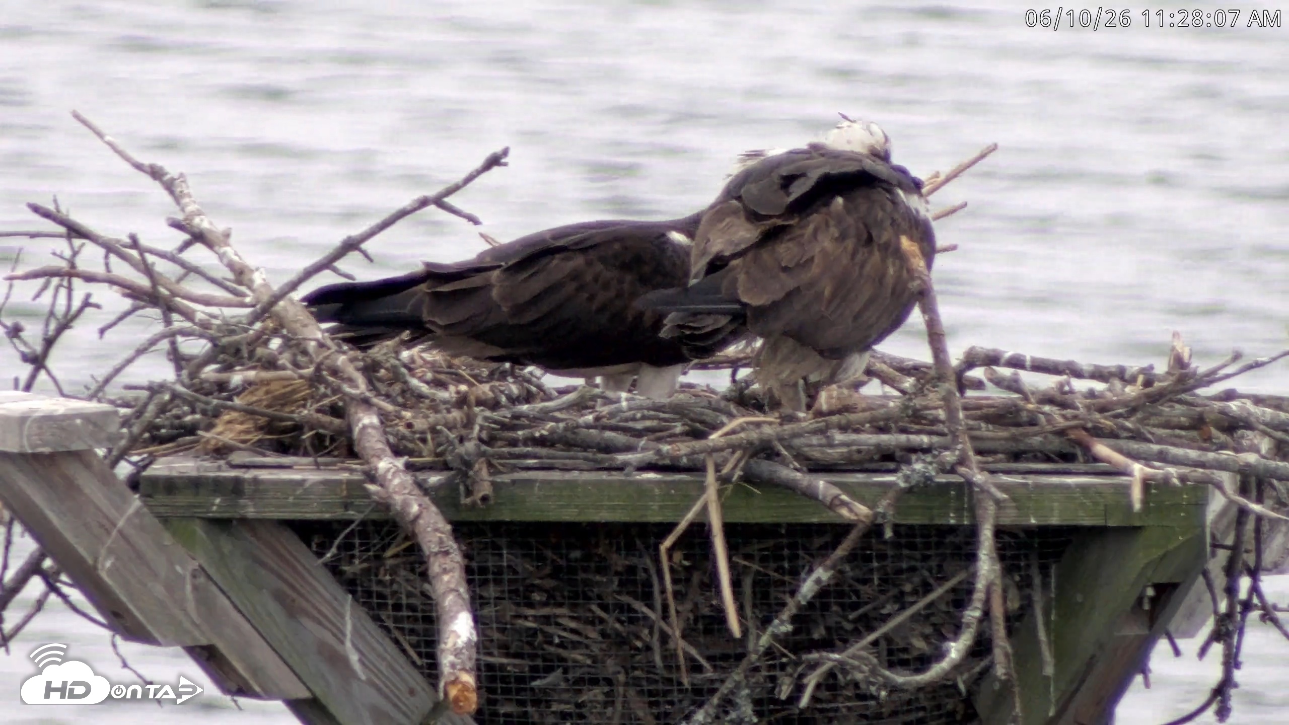 Snapshot of Blackwater Wildlife Refuge Osprey River Platform Live Cam taken Jun 10, 2026, 11:28am EDT