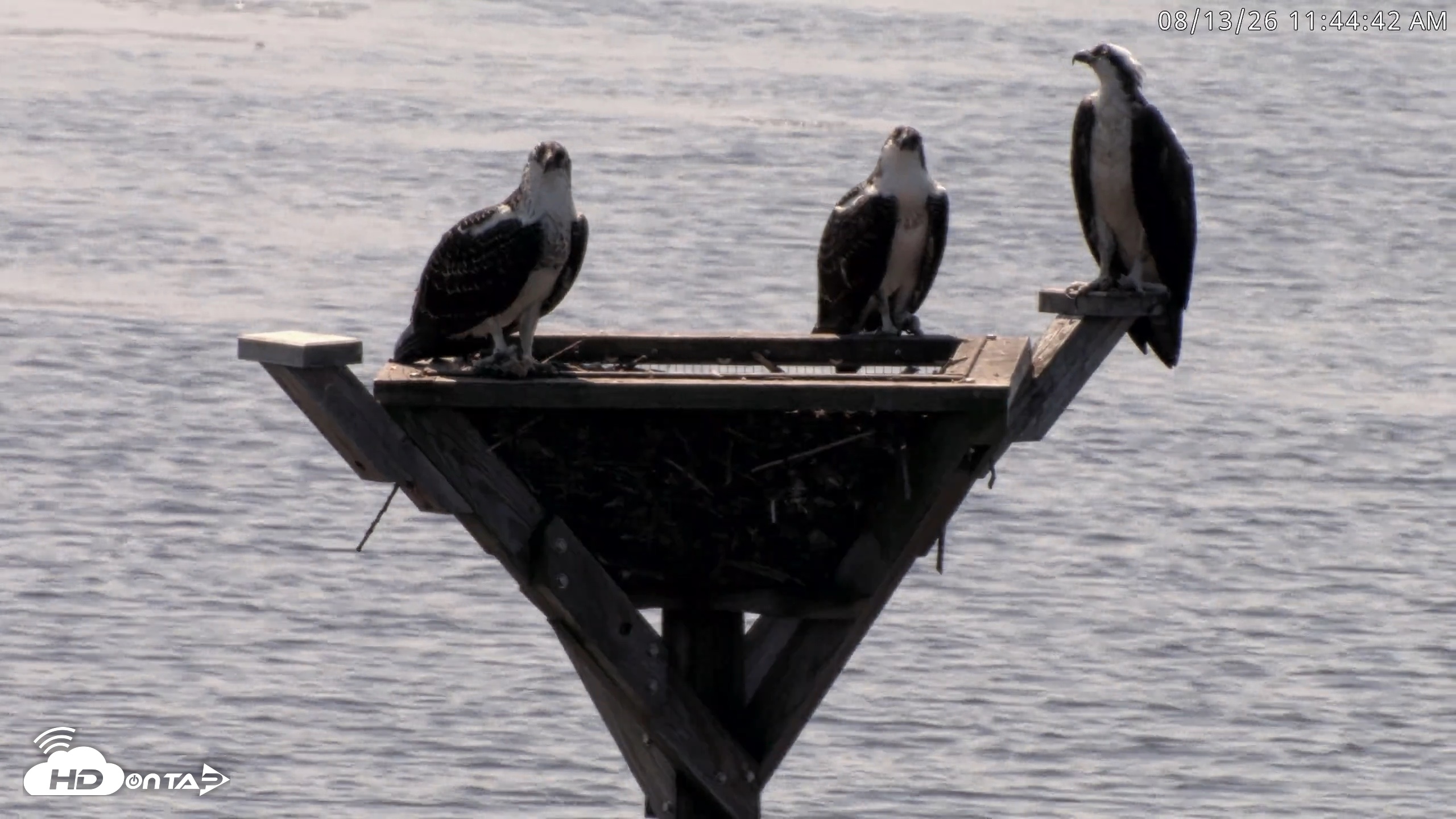 Snapshot of Blackwater Wildlife Refuge Osprey River Platform Live Cam taken Aug 13, 2026, 11:45am EDT