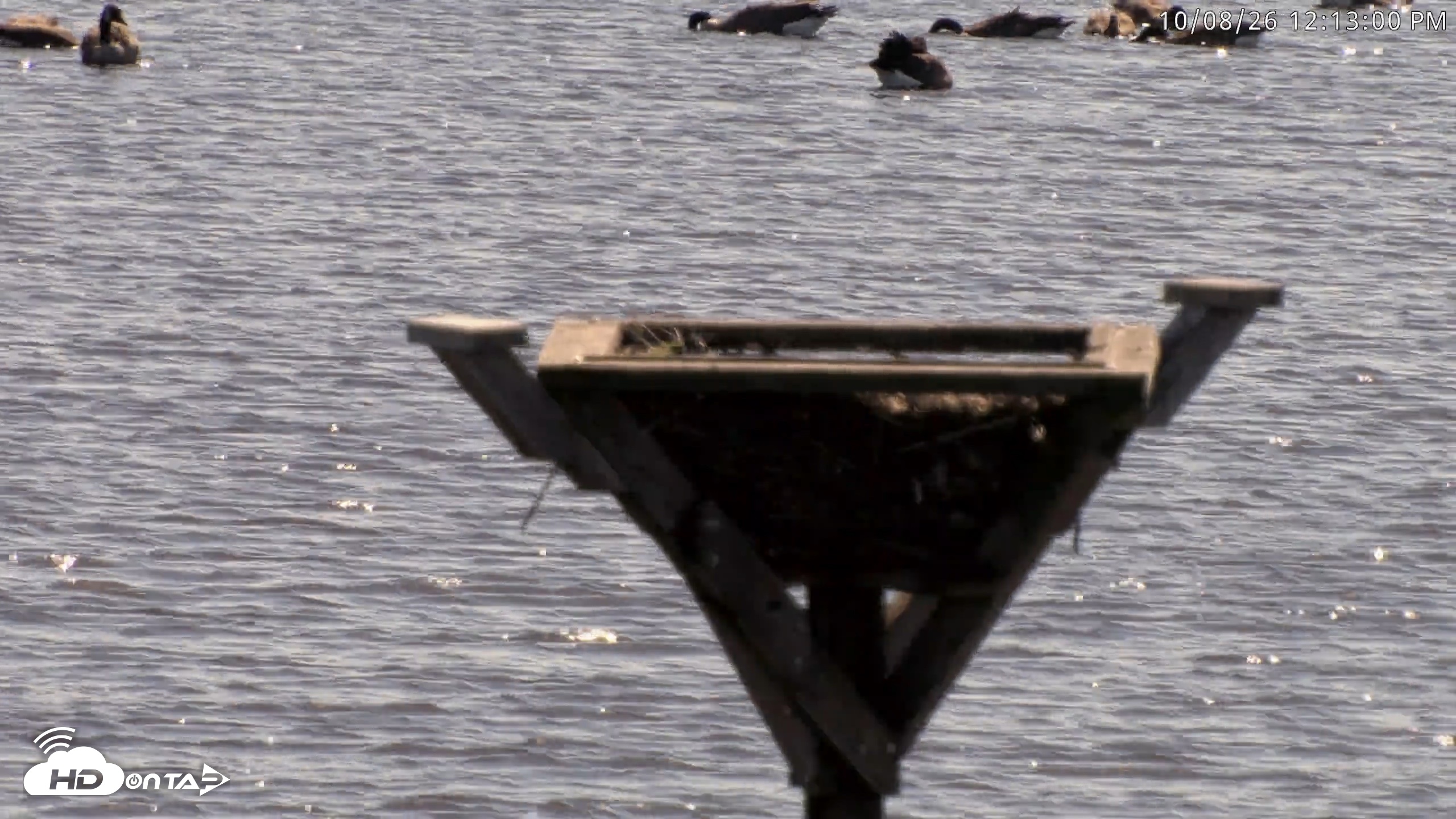 Snapshot of Blackwater Wildlife Refuge Osprey River Platform Live Cam taken Oct 8, 2026, 12:13pm EDT