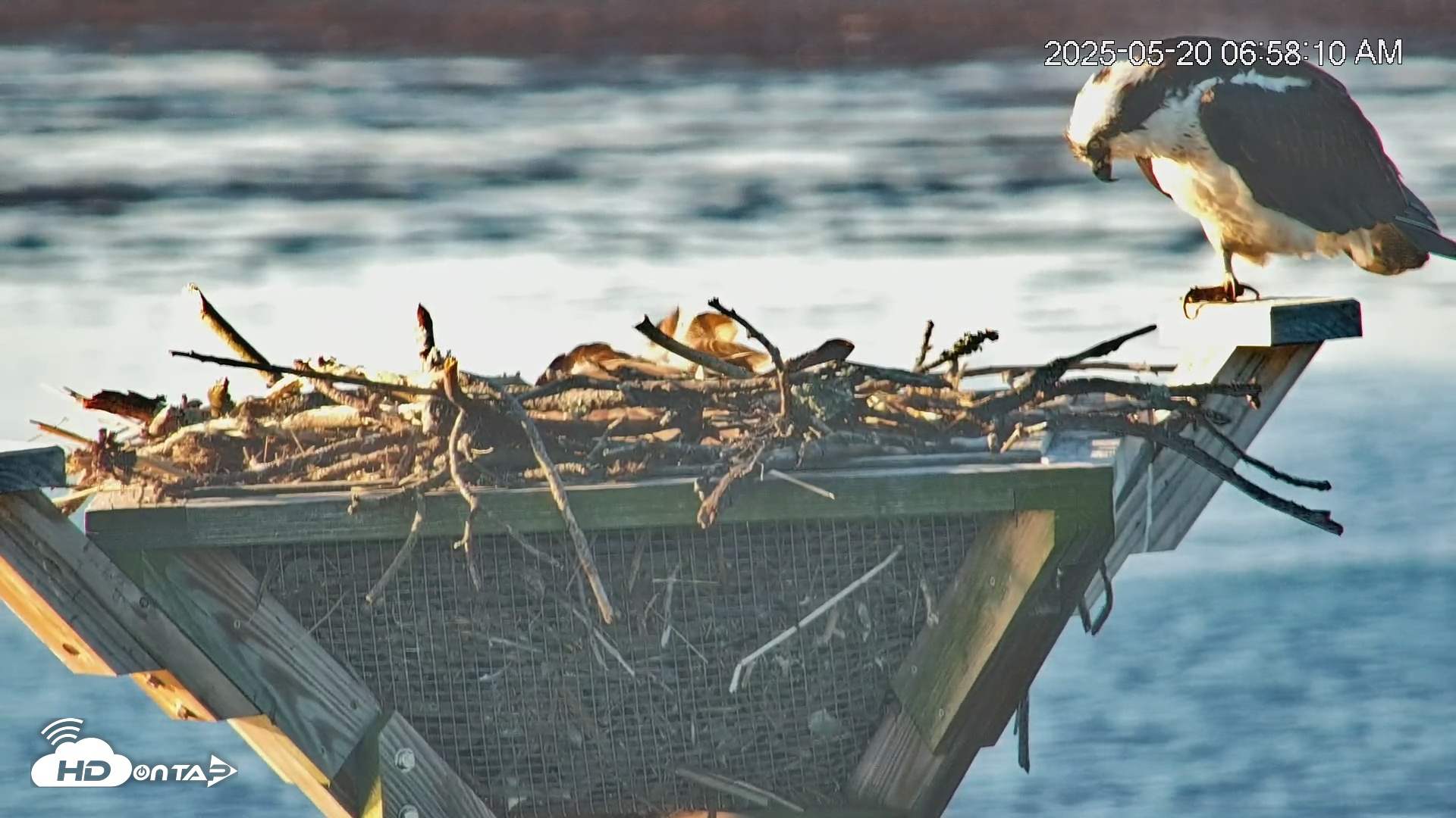 Snapshot of Blackwater Wildlife Refuge Osprey River Platform Live Cam taken May 20, 2025, 6:59am EDT