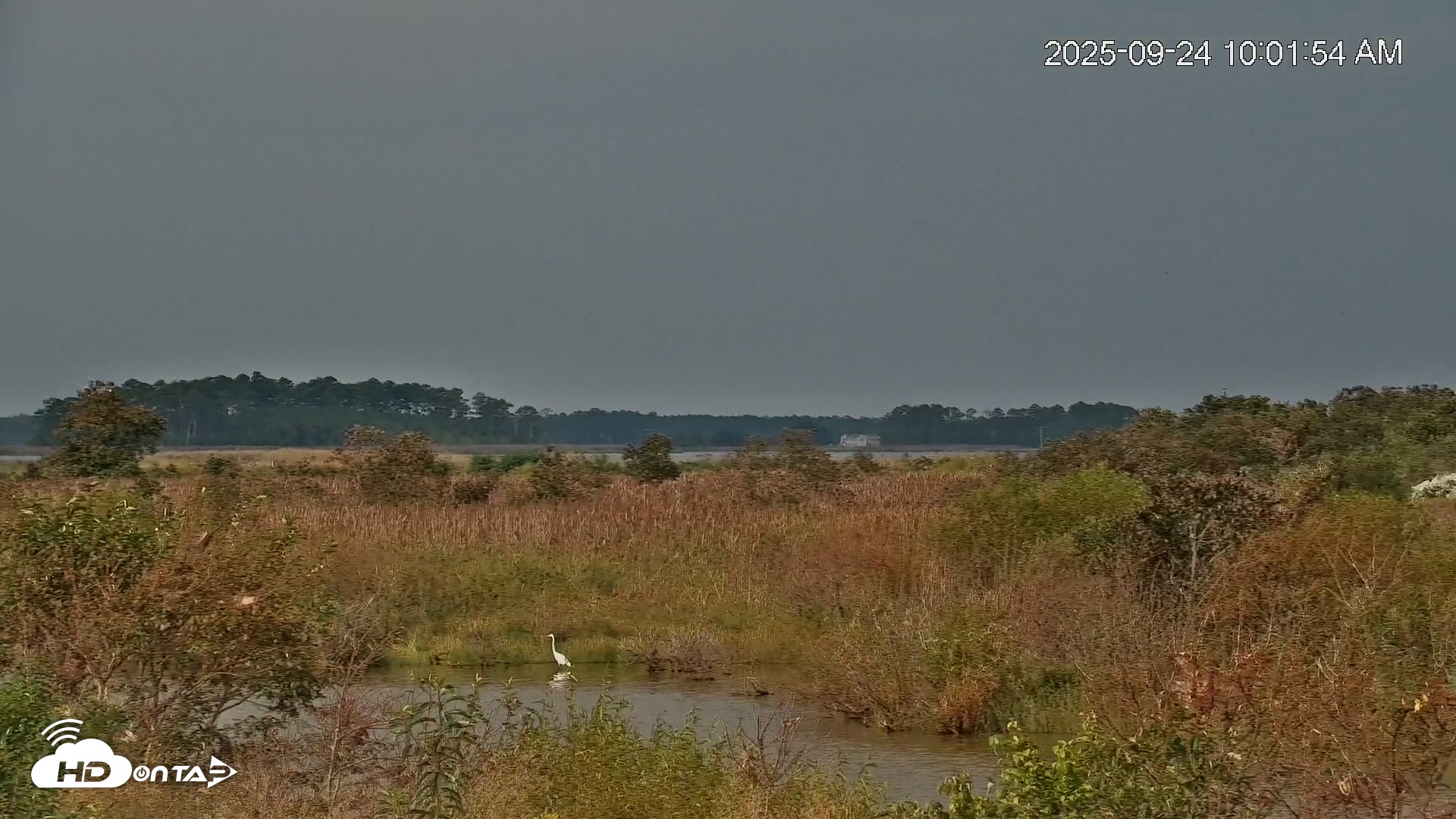 Snapshot of Blackwater Wildlife Refuge Osprey River Platform Live Cam taken Sep 24, 2025, 10:02am EDT