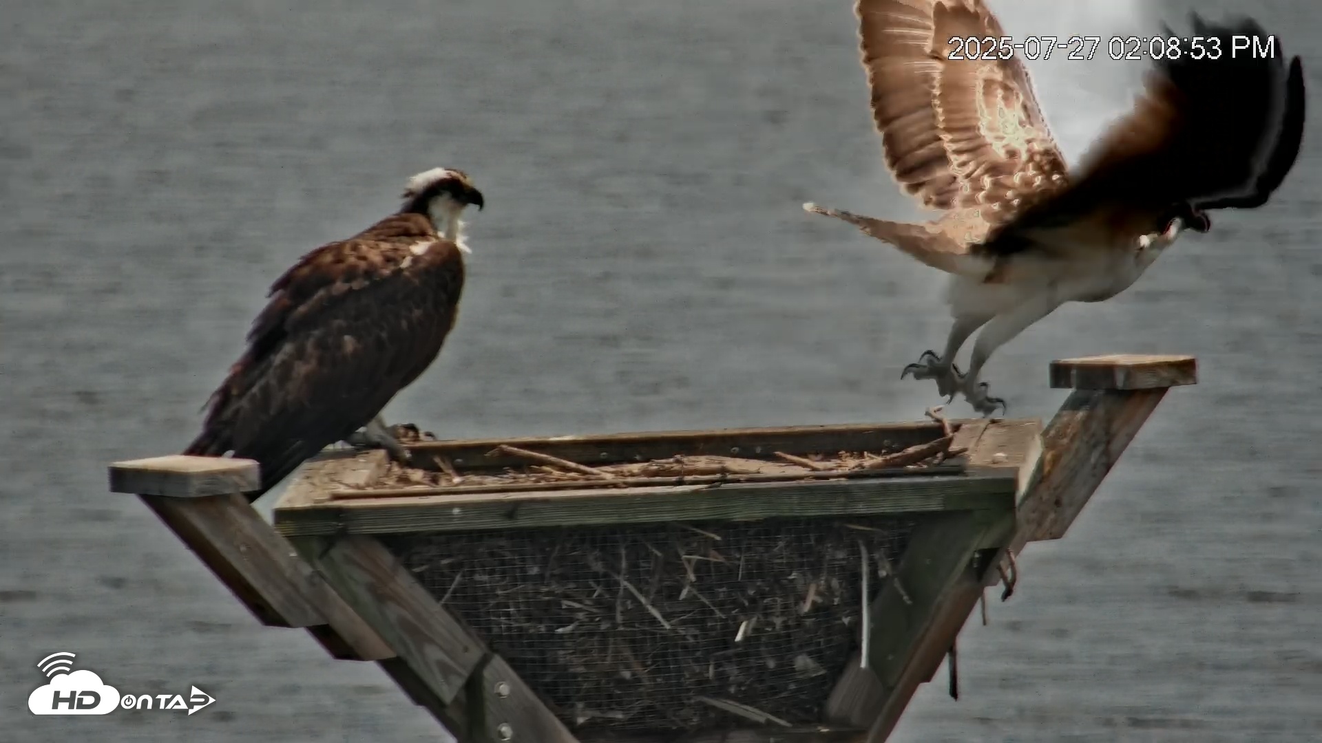 Snapshot of Blackwater Wildlife Refuge Osprey River Platform Live Cam taken Jul 27, 2025, 2:10pm EDT