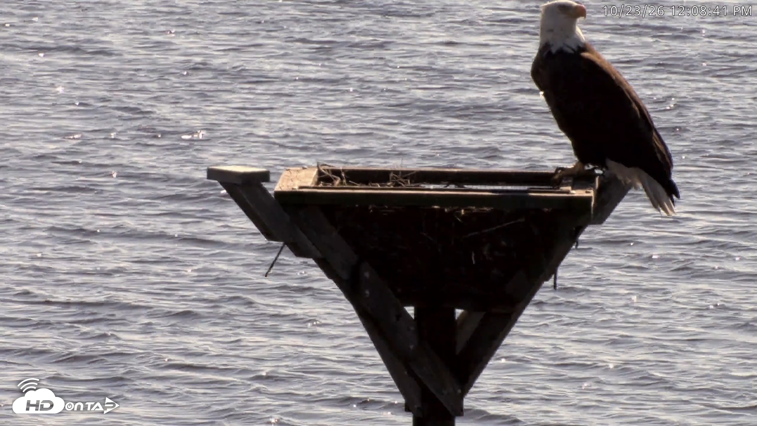 Snapshot of Blackwater Wildlife Refuge Osprey River Platform Live Cam taken Oct 23, 2026, 12:09pm EDT