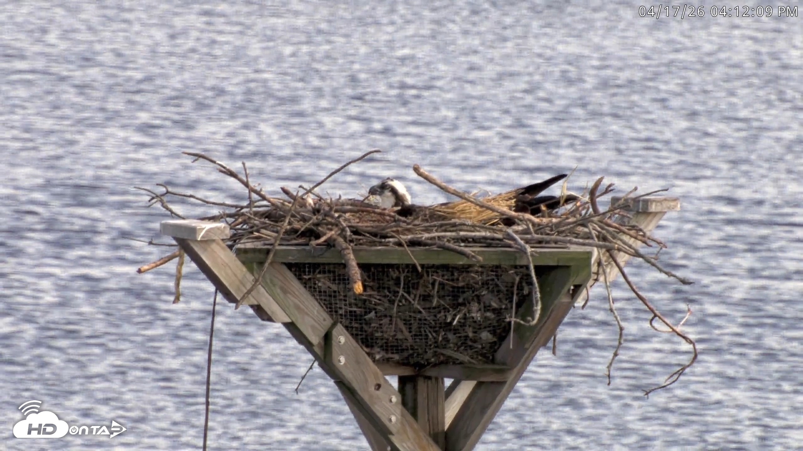 Snapshot of Blackwater Wildlife Refuge Osprey River Platform Live Cam taken Apr 17, 2026, 4:12pm EDT