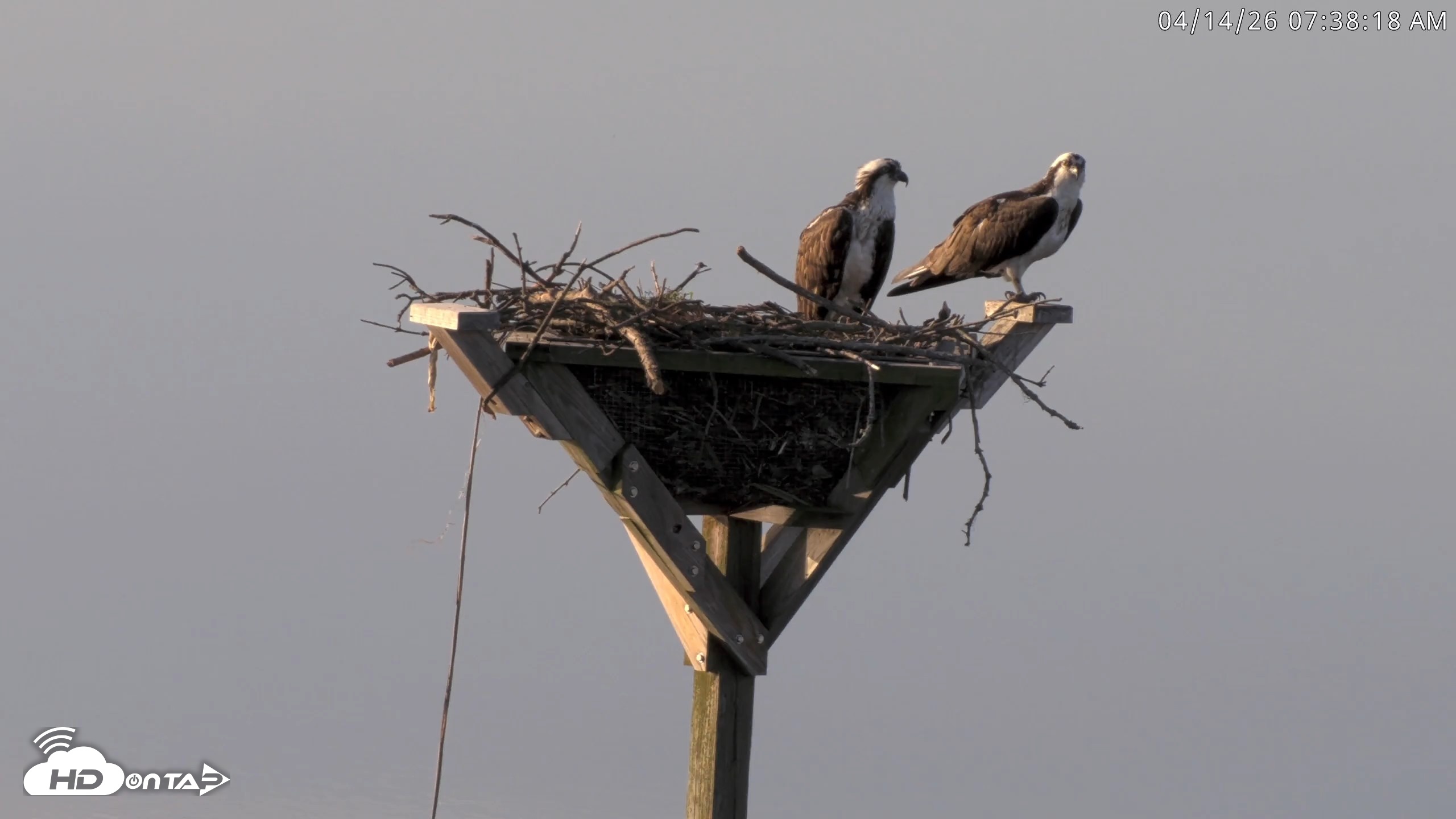 Snapshot of Blackwater Wildlife Refuge Osprey River Platform Live Cam taken Apr 14, 2026, 7:39am EDT