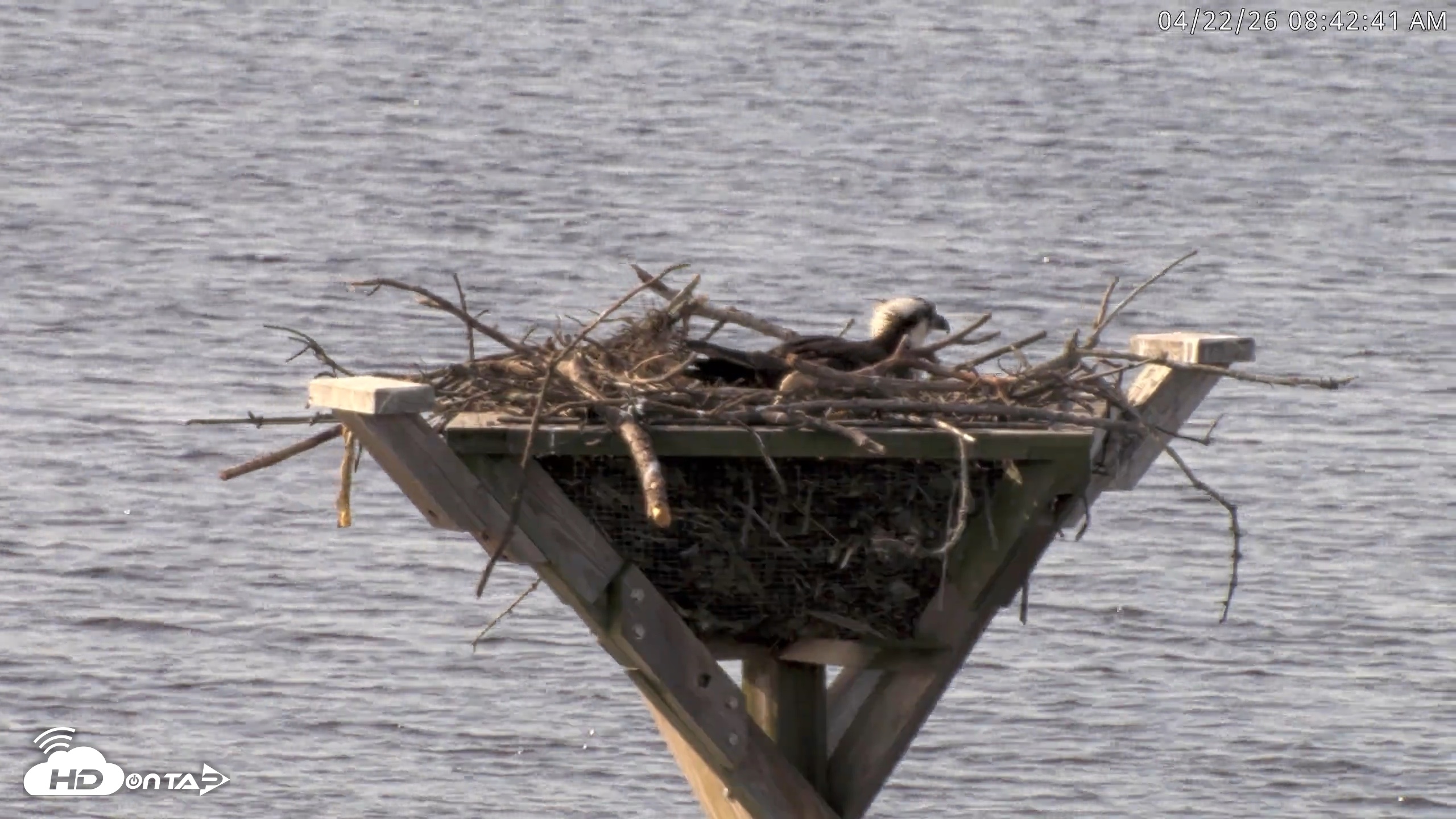 Snapshot of Blackwater Wildlife Refuge Osprey River Platform Live Cam taken Apr 22, 2026, 8:43am EDT