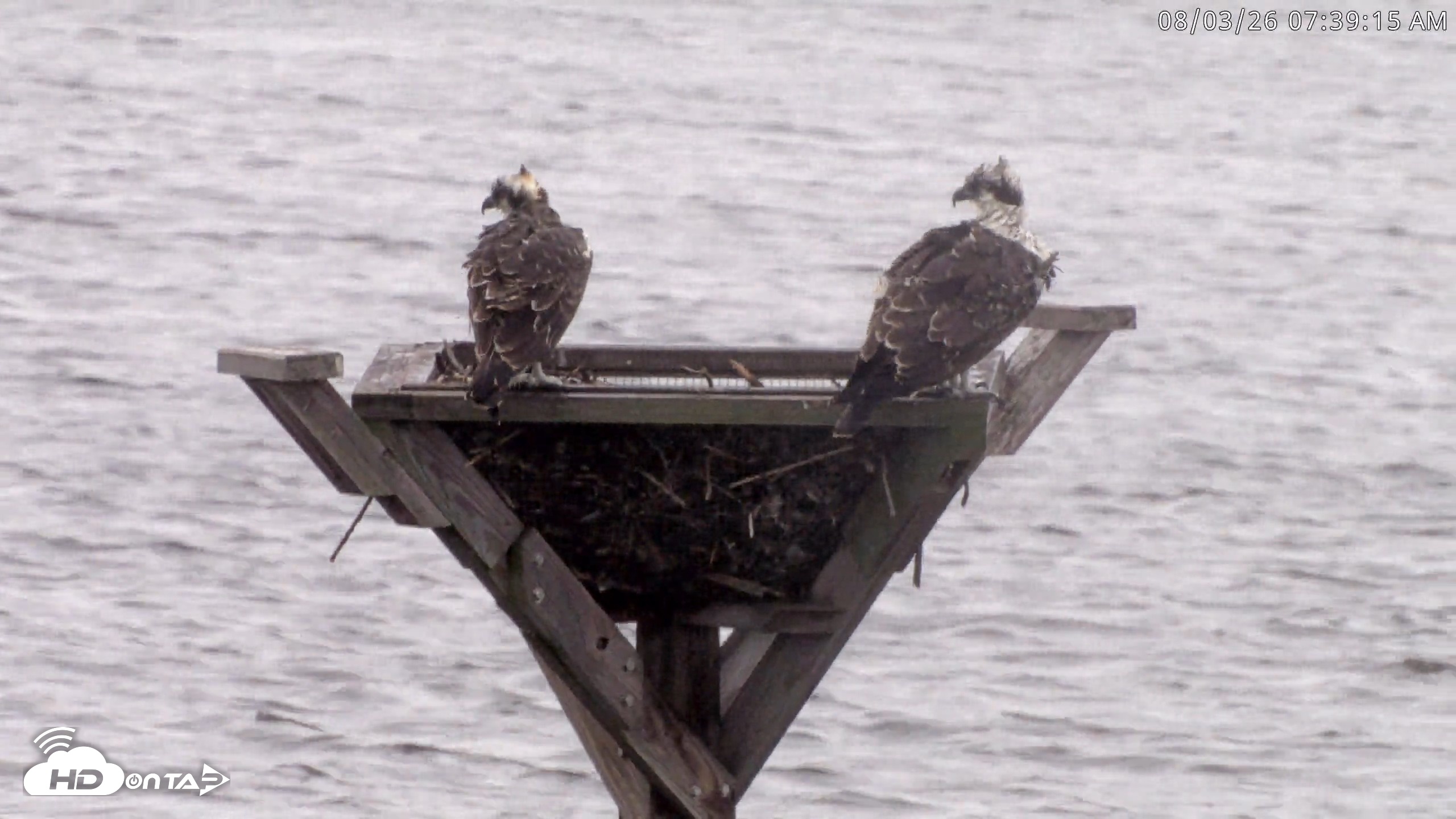 Snapshot of Blackwater Wildlife Refuge Osprey River Platform Live Cam taken Aug 3, 2026, 7:39am EDT
