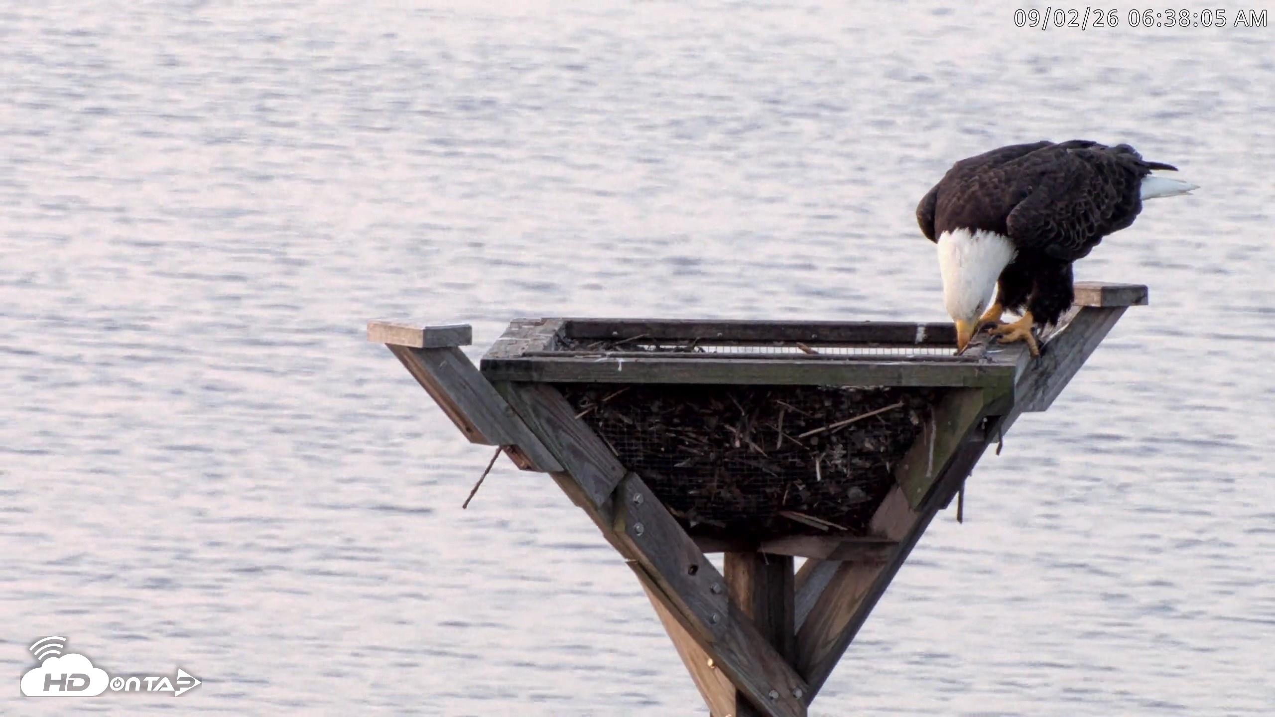 Snapshot of Blackwater Wildlife Refuge Osprey River Platform Live Cam taken Sep 2, 2026, 6:38am EDT