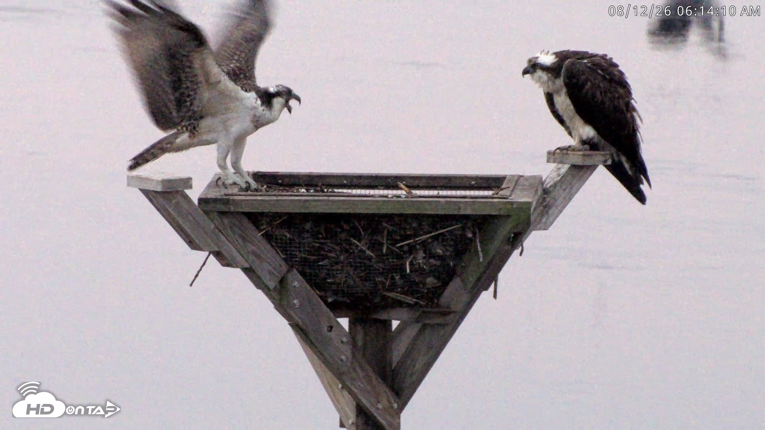 Snapshot of Blackwater Wildlife Refuge Osprey River Platform Live Cam taken Aug 12, 2026, 6:15am EDT