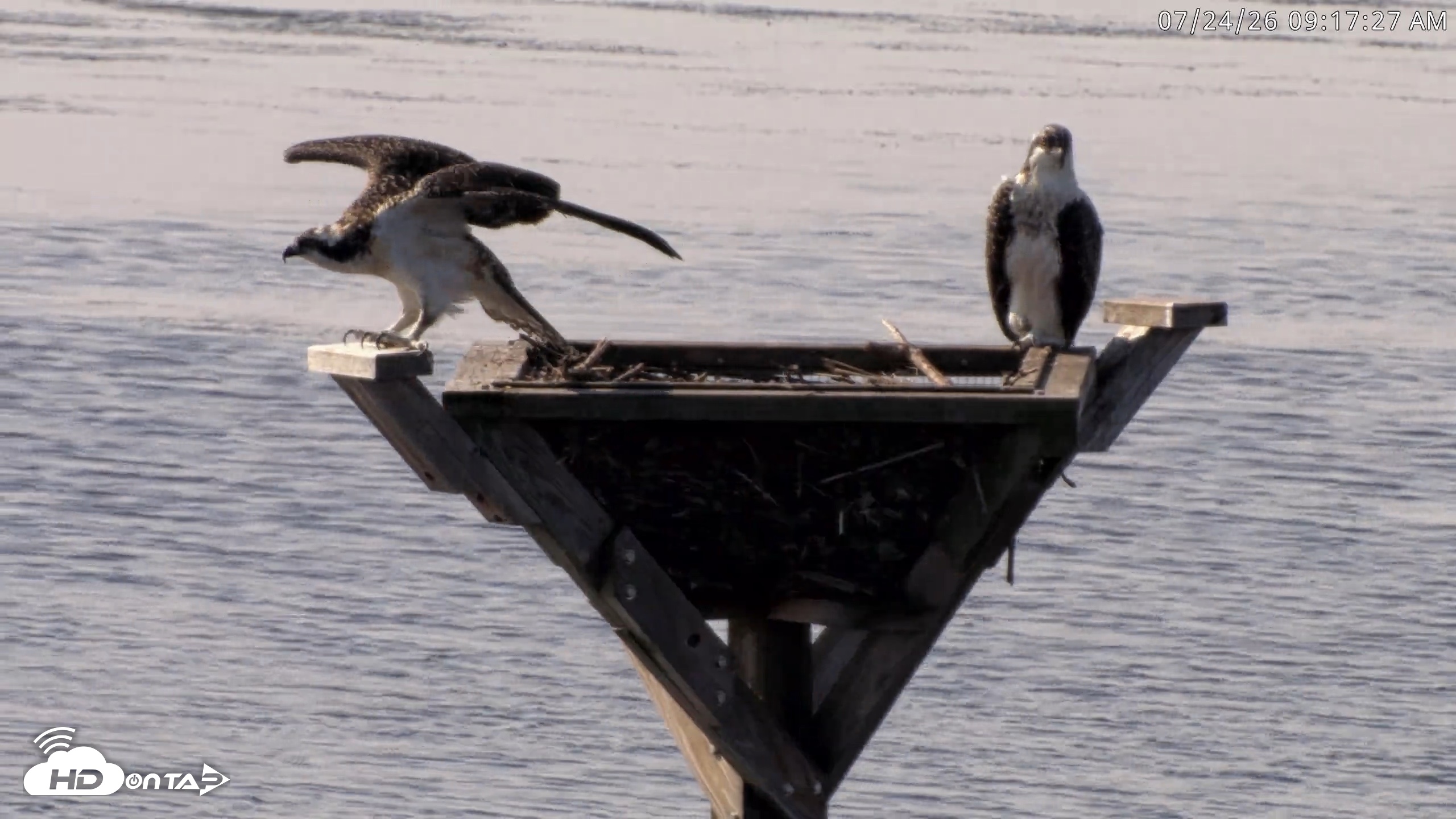 Snapshot of Blackwater Wildlife Refuge Osprey River Platform Live Cam taken Jul 24, 2026, 9:18am EDT