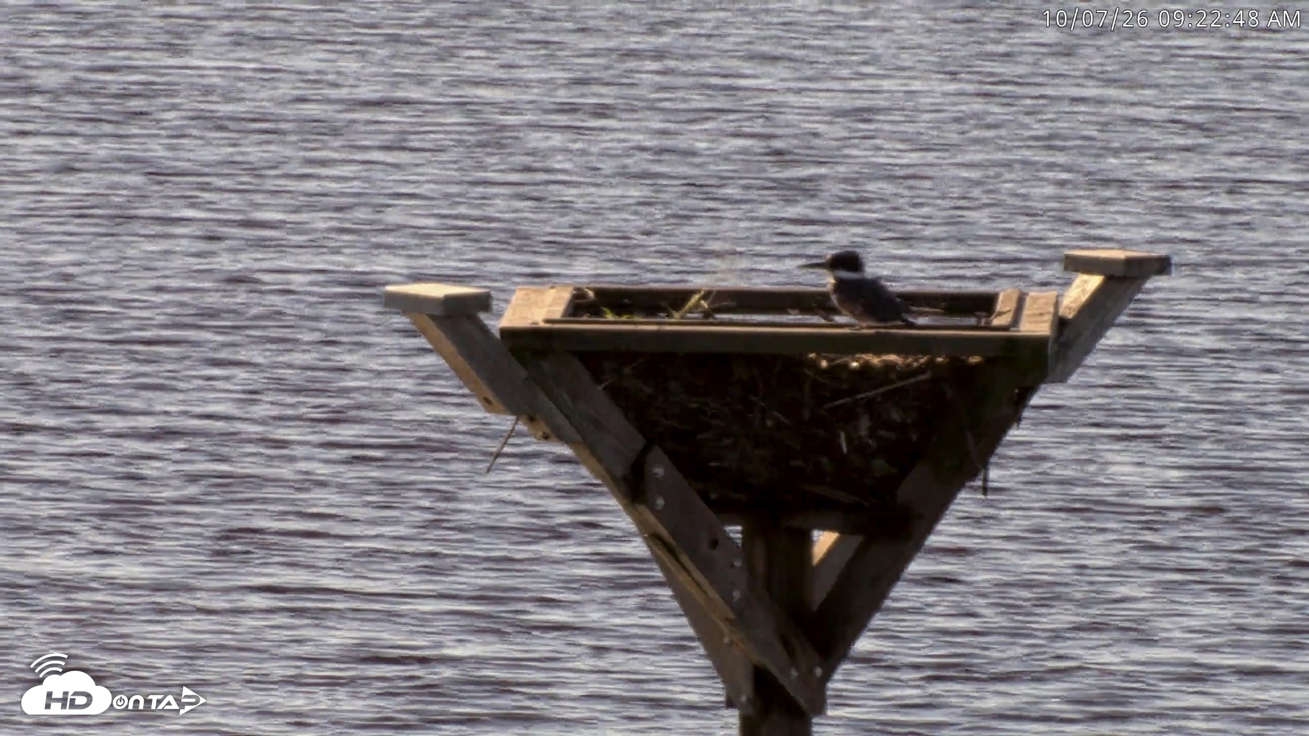 Snapshot of Blackwater Wildlife Refuge Osprey River Platform Live Cam taken Oct 7, 2026, 9:23am EDT