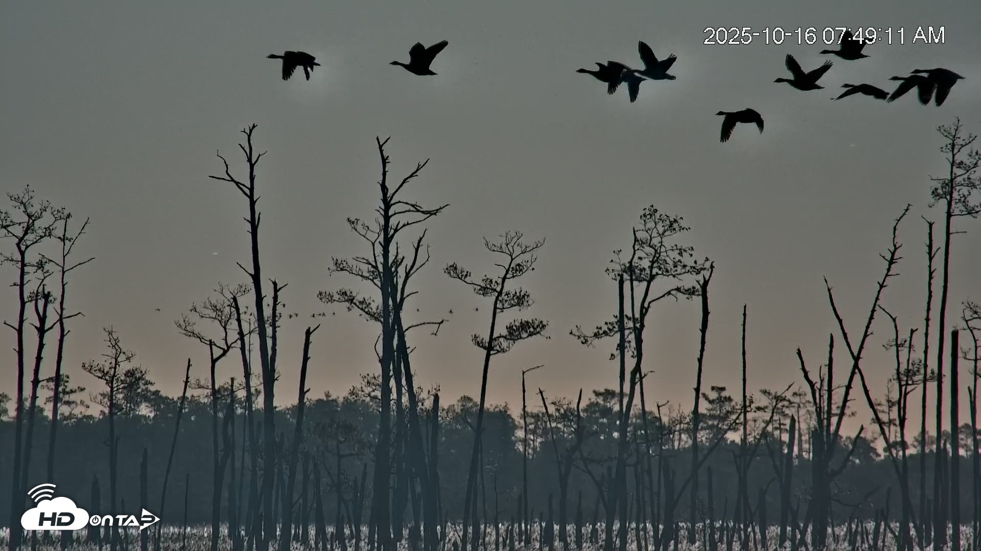 Snapshot of Blackwater Wildlife Refuge Osprey River Platform Live Cam taken Oct 16, 2025, 7:50am EDT