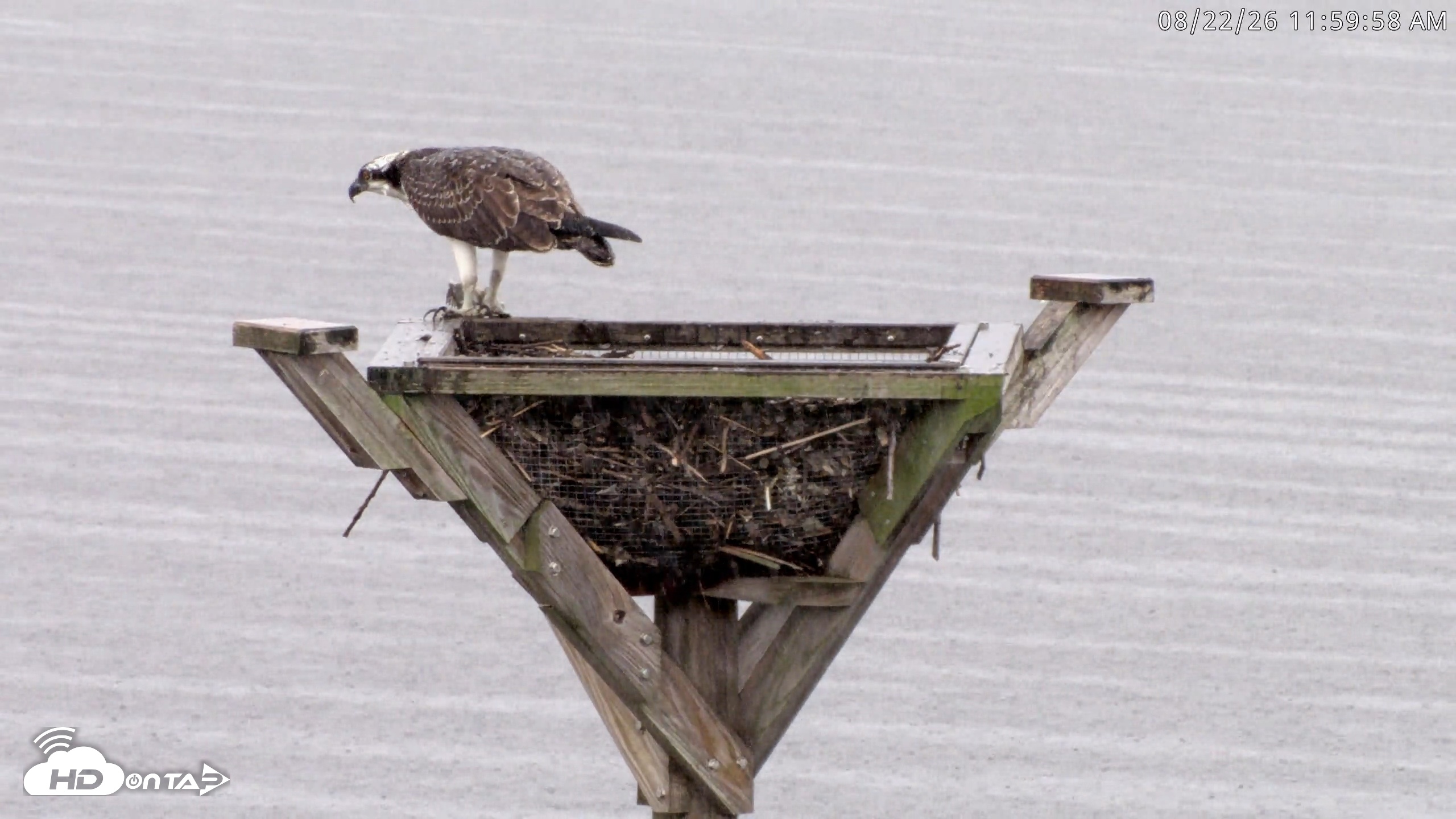 Snapshot of Blackwater Wildlife Refuge Osprey River Platform Live Cam taken Aug 22, 2026, 12:00pm EDT