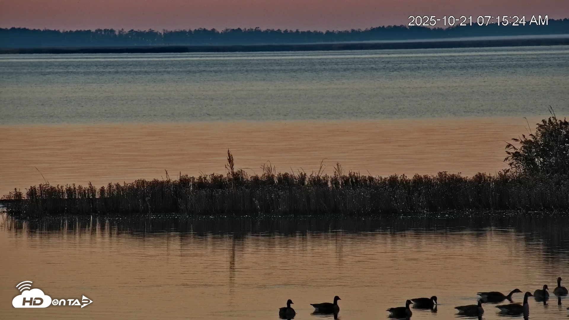 Snapshot of Blackwater Wildlife Refuge Osprey River Platform Live Cam taken Oct 21, 2025, 7:18am EDT