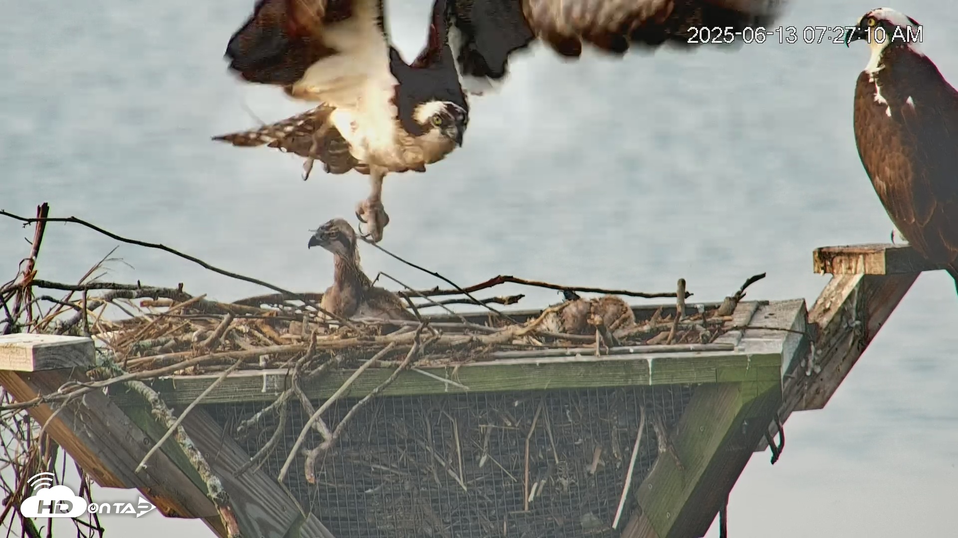 Snapshot of Blackwater Wildlife Refuge Osprey River Platform Live Cam taken Jun 13, 2025, 7:28am EDT
