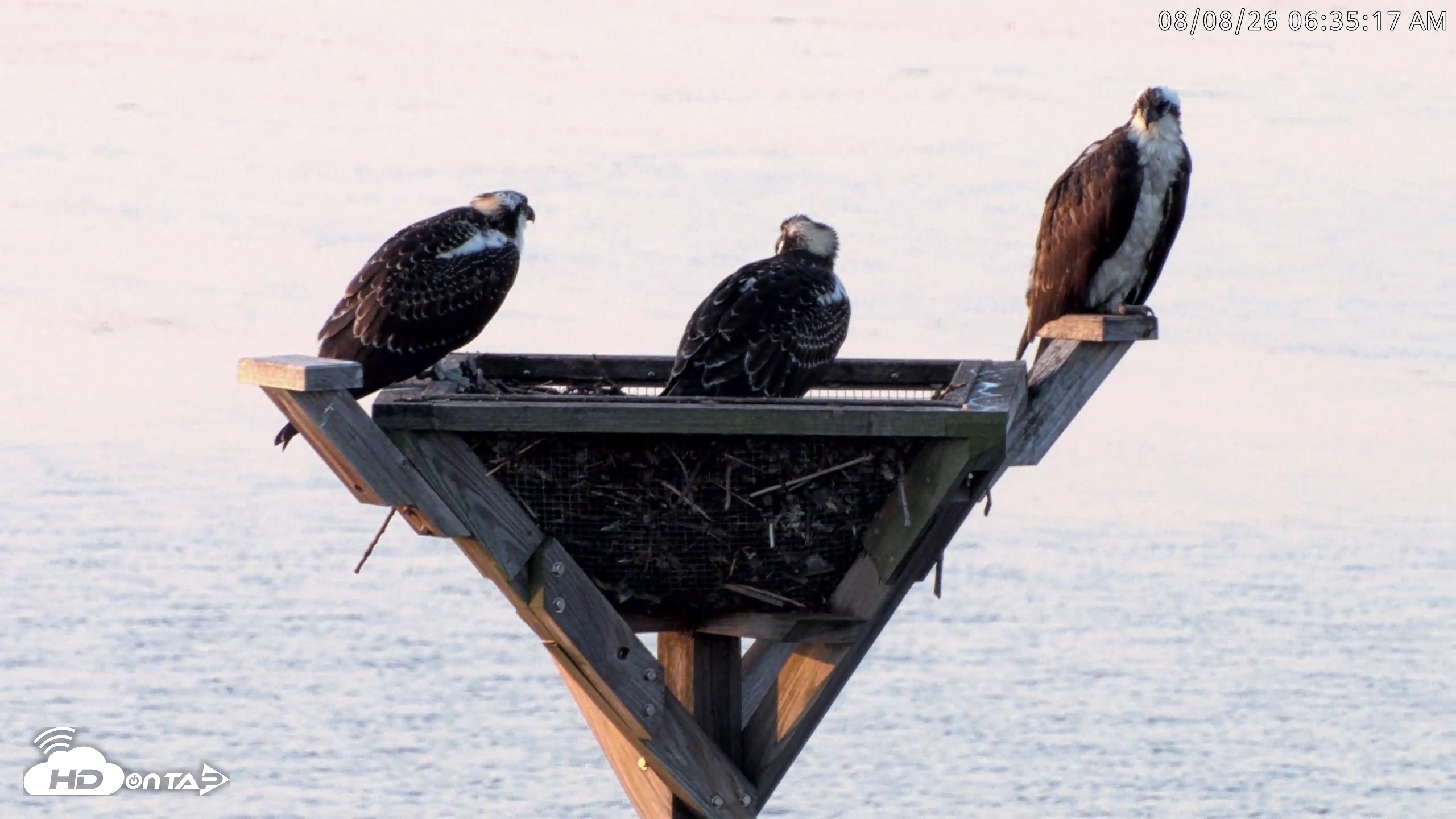 Snapshot of Blackwater Wildlife Refuge Osprey River Platform Live Cam taken Aug 8, 2026, 6:36am EDT