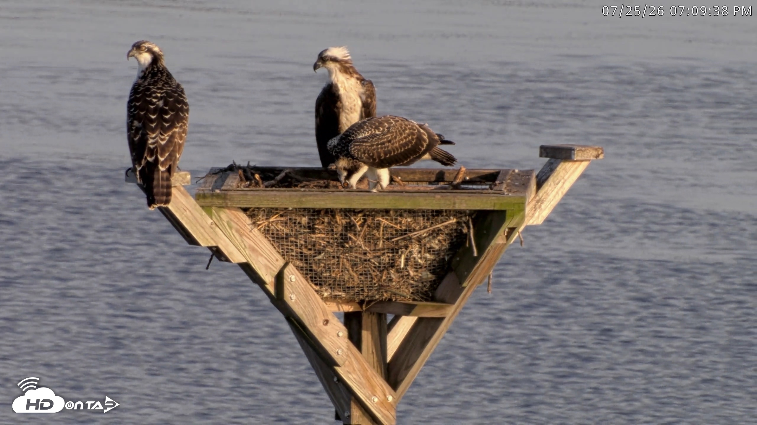 Snapshot of Blackwater Wildlife Refuge Osprey River Platform Live Cam taken Jul 25, 2026, 7:10pm EDT