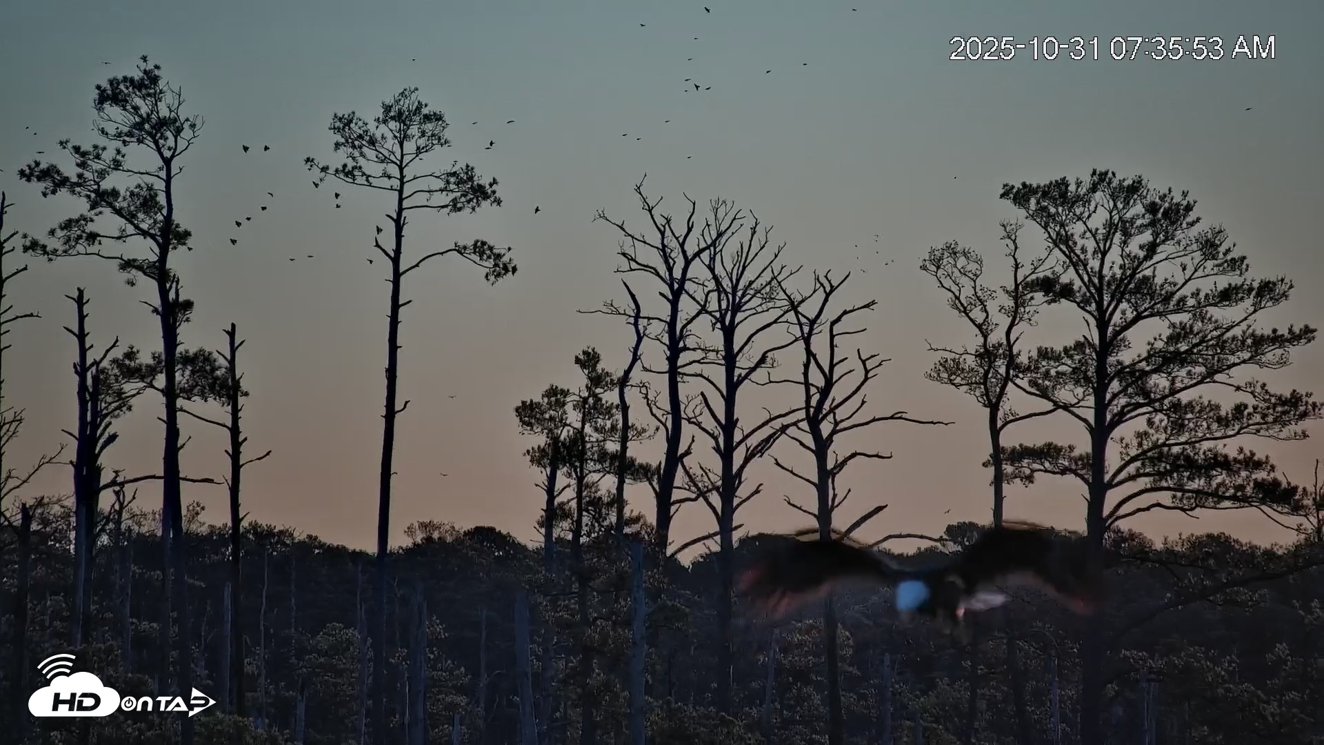 Snapshot of Blackwater Wildlife Refuge Osprey River Platform Live Cam taken Oct 31, 2025, 7:38am EDT