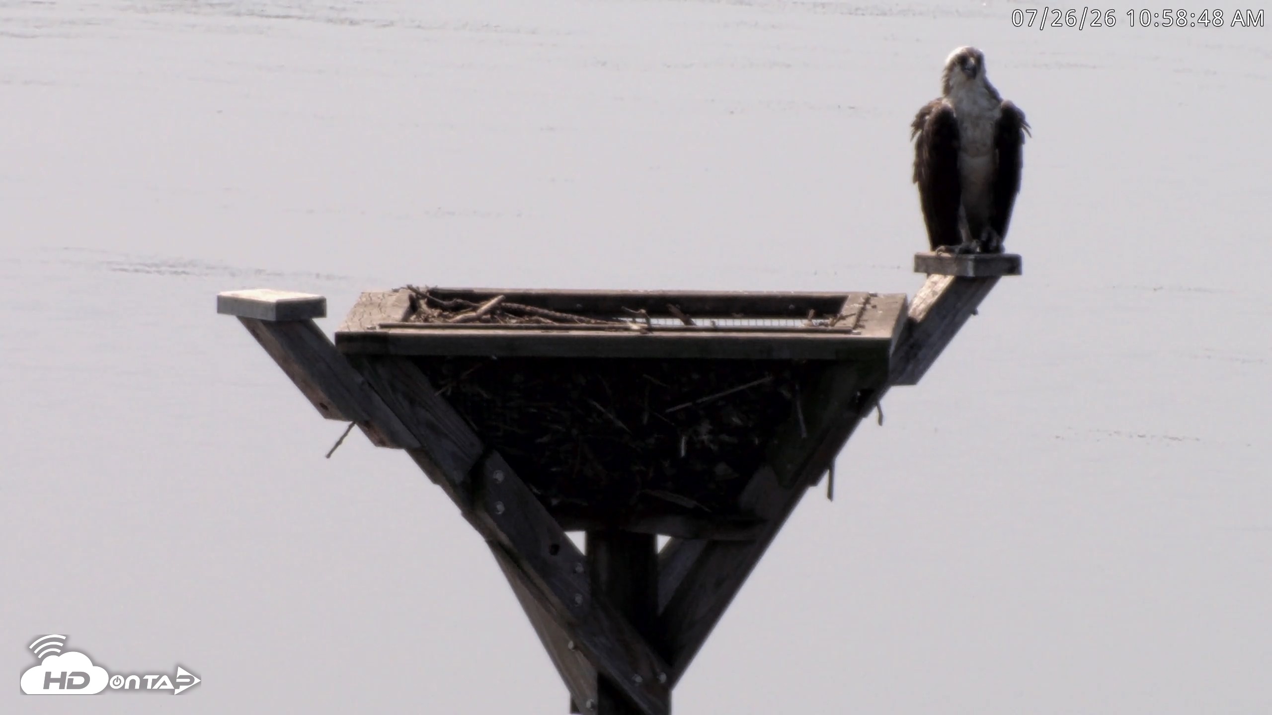 Snapshot of Blackwater Wildlife Refuge Osprey River Platform Live Cam taken Jul 26, 2026, 10:59am EDT