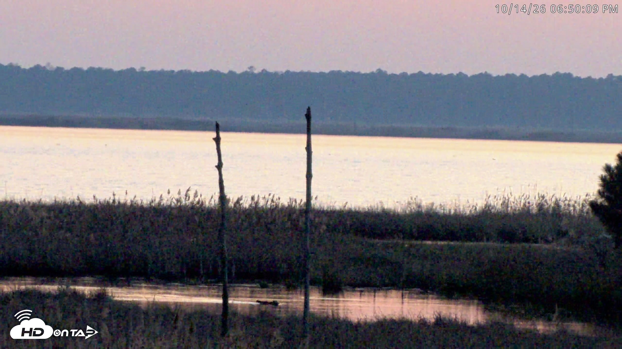 Snapshot of Blackwater Wildlife Refuge Osprey River Platform Live Cam taken Oct 14, 2026, 6:50pm EDT