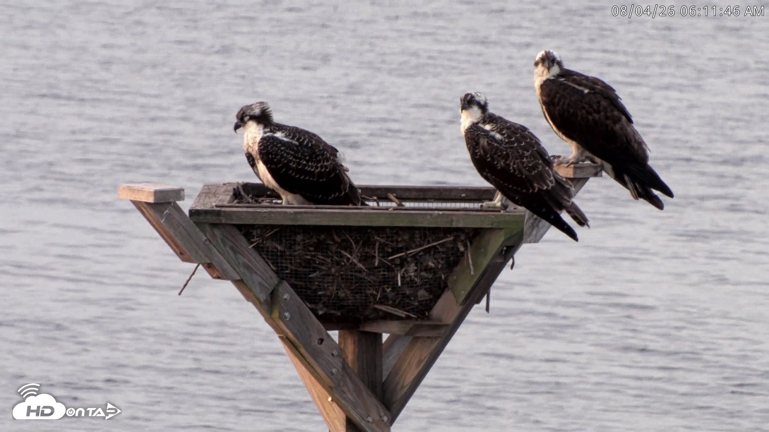 Snapshot of Blackwater Wildlife Refuge Osprey River Platform Live Cam taken Aug 4, 2026, 6:12am EDT