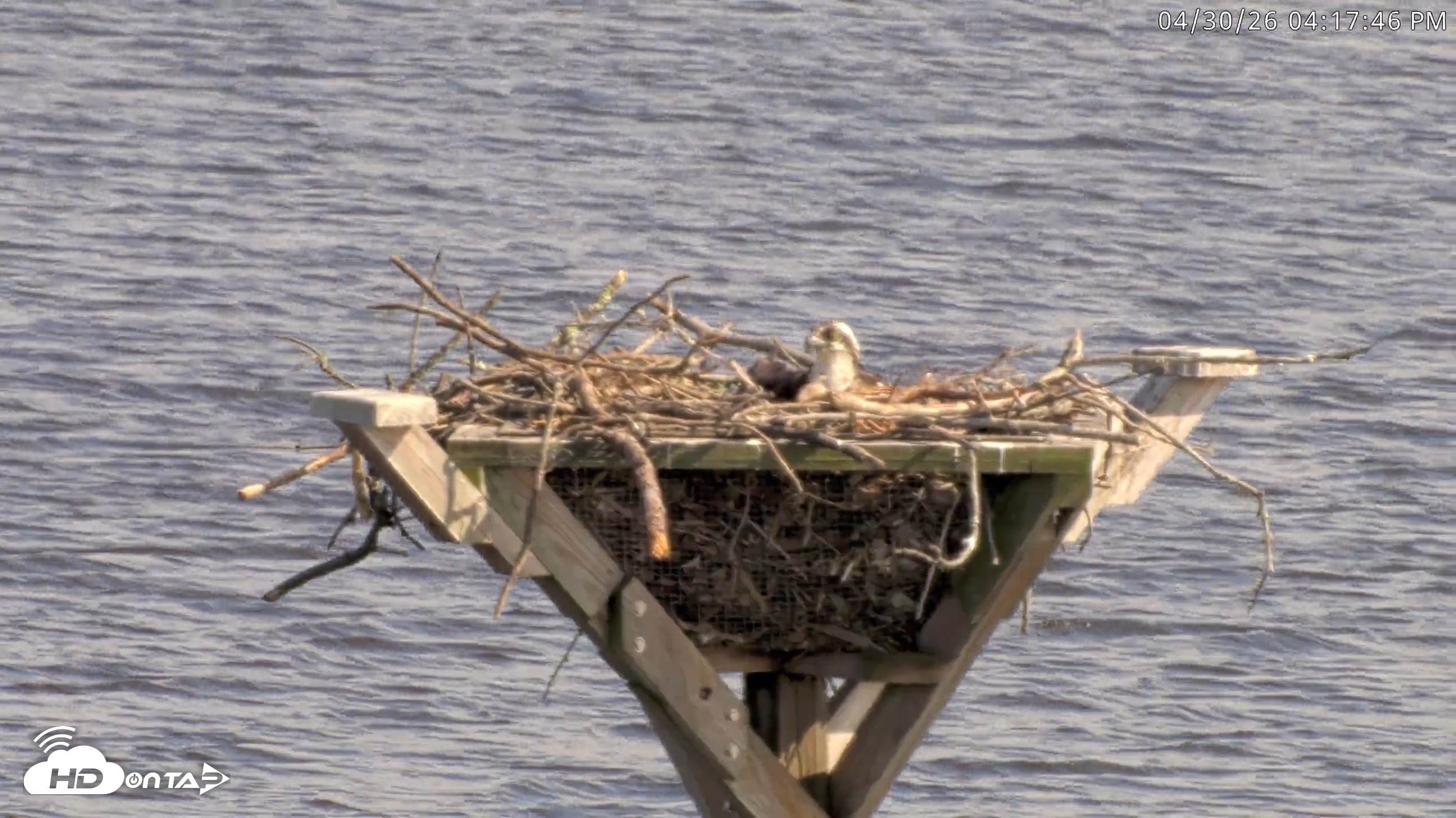 Snapshot of Blackwater Wildlife Refuge Osprey River Platform Live Cam taken Apr 30, 2026, 4:18pm EDT