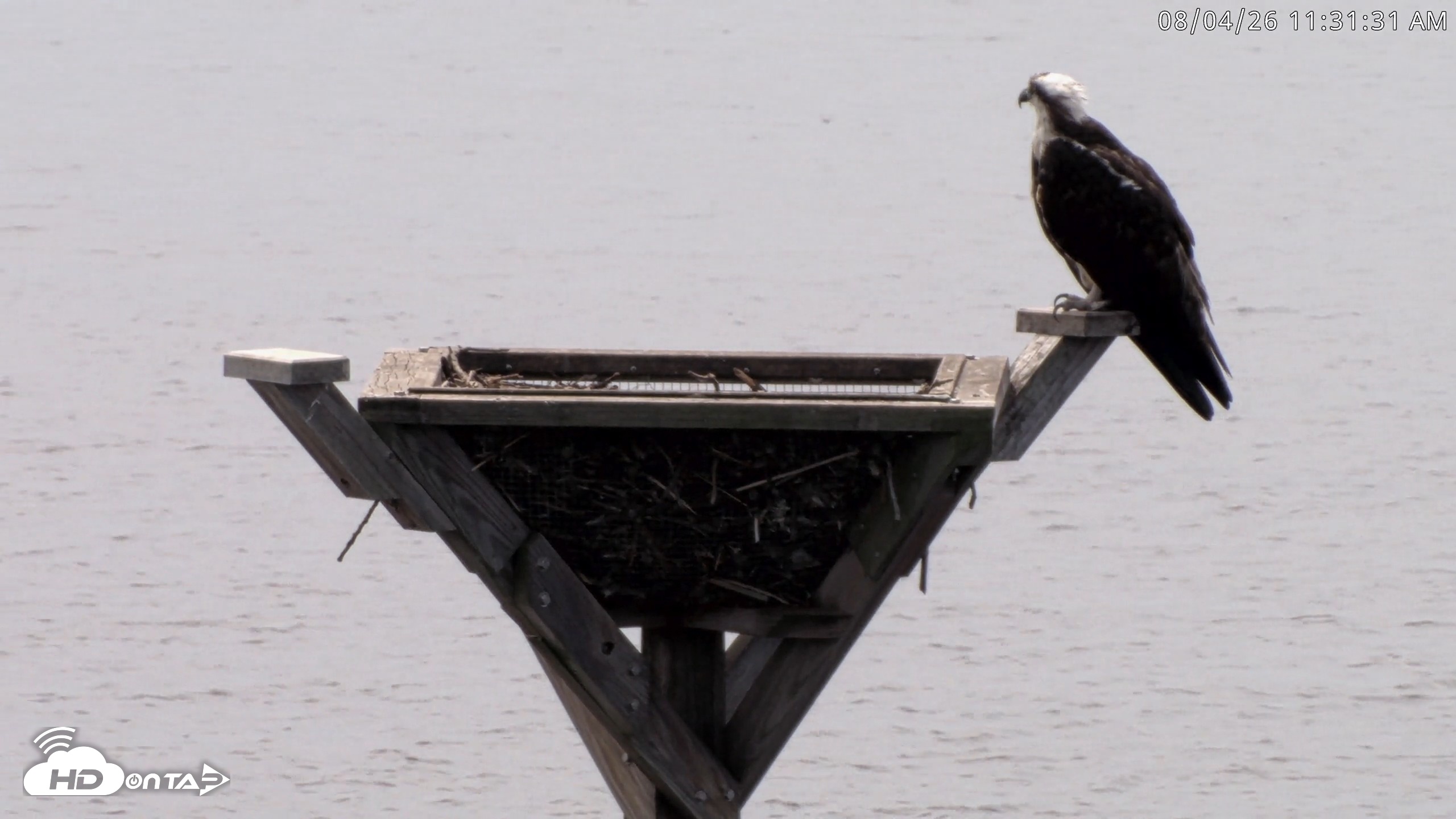 Snapshot of Blackwater Wildlife Refuge Osprey River Platform Live Cam taken Aug 4, 2026, 11:32am EDT