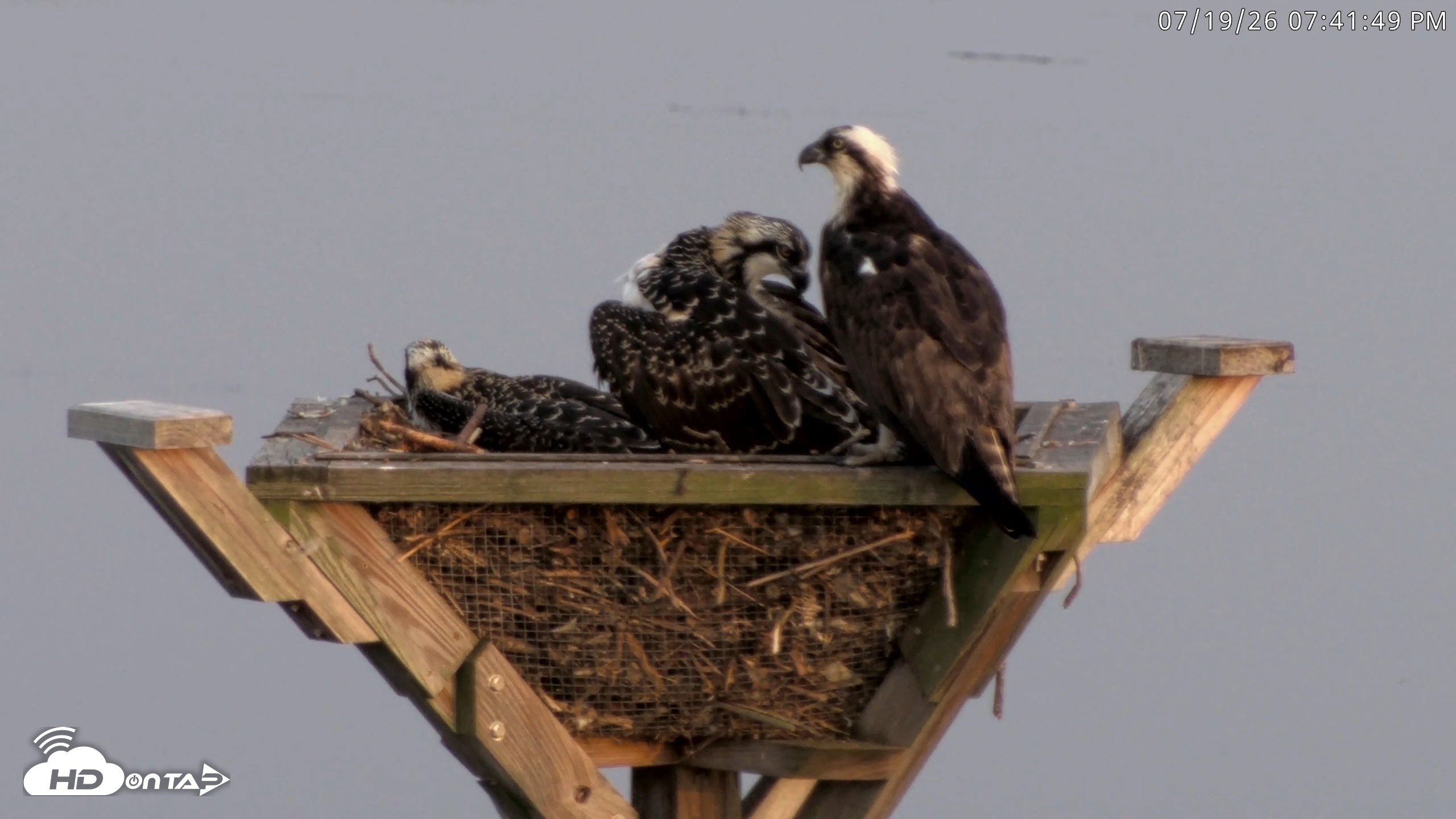 Snapshot of Blackwater Wildlife Refuge Osprey River Platform Live Cam taken Jul 19, 2026, 7:42pm EDT