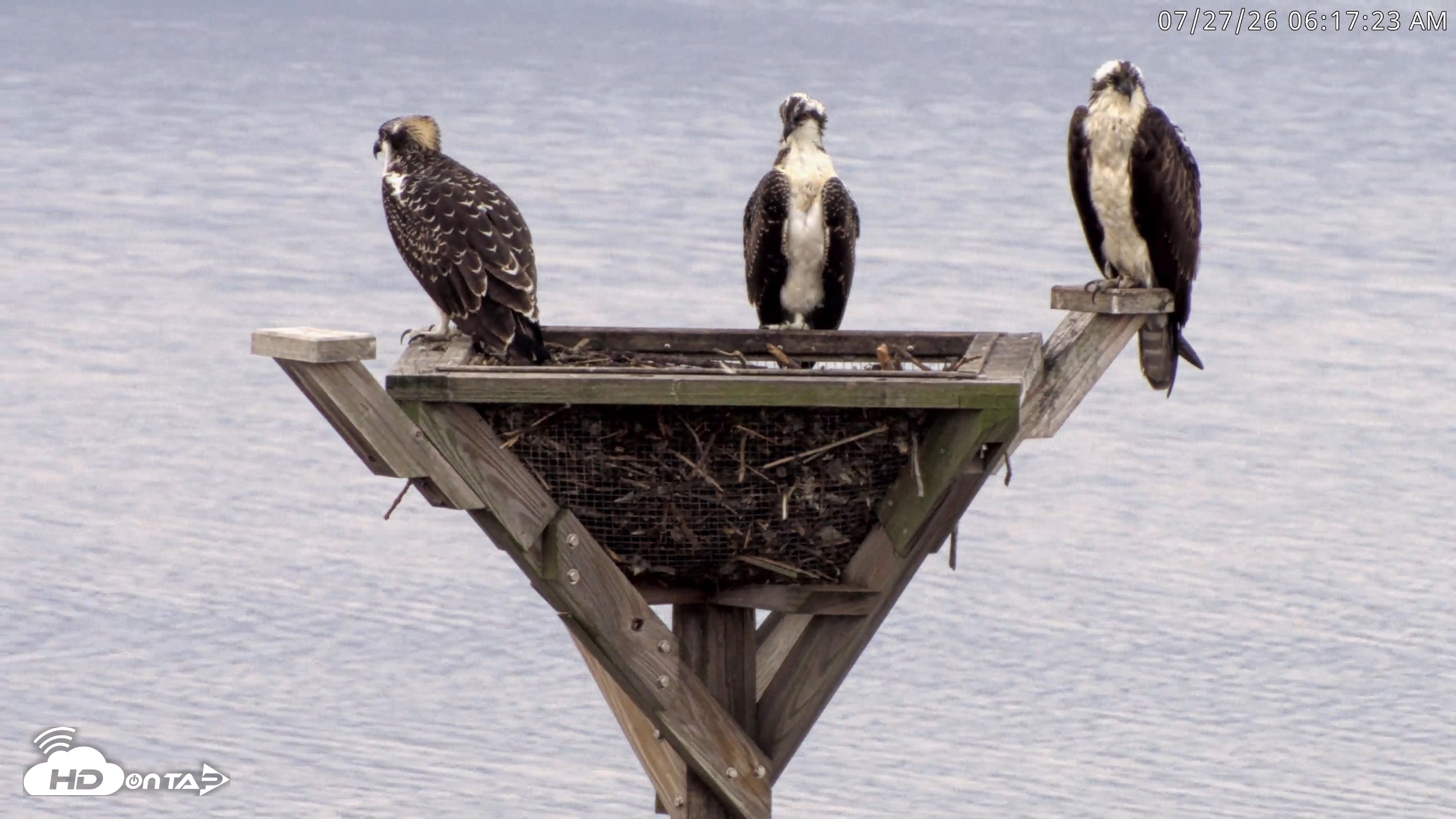 Snapshot of Blackwater Wildlife Refuge Osprey River Platform Live Cam taken Jul 27, 2026, 6:18am EDT