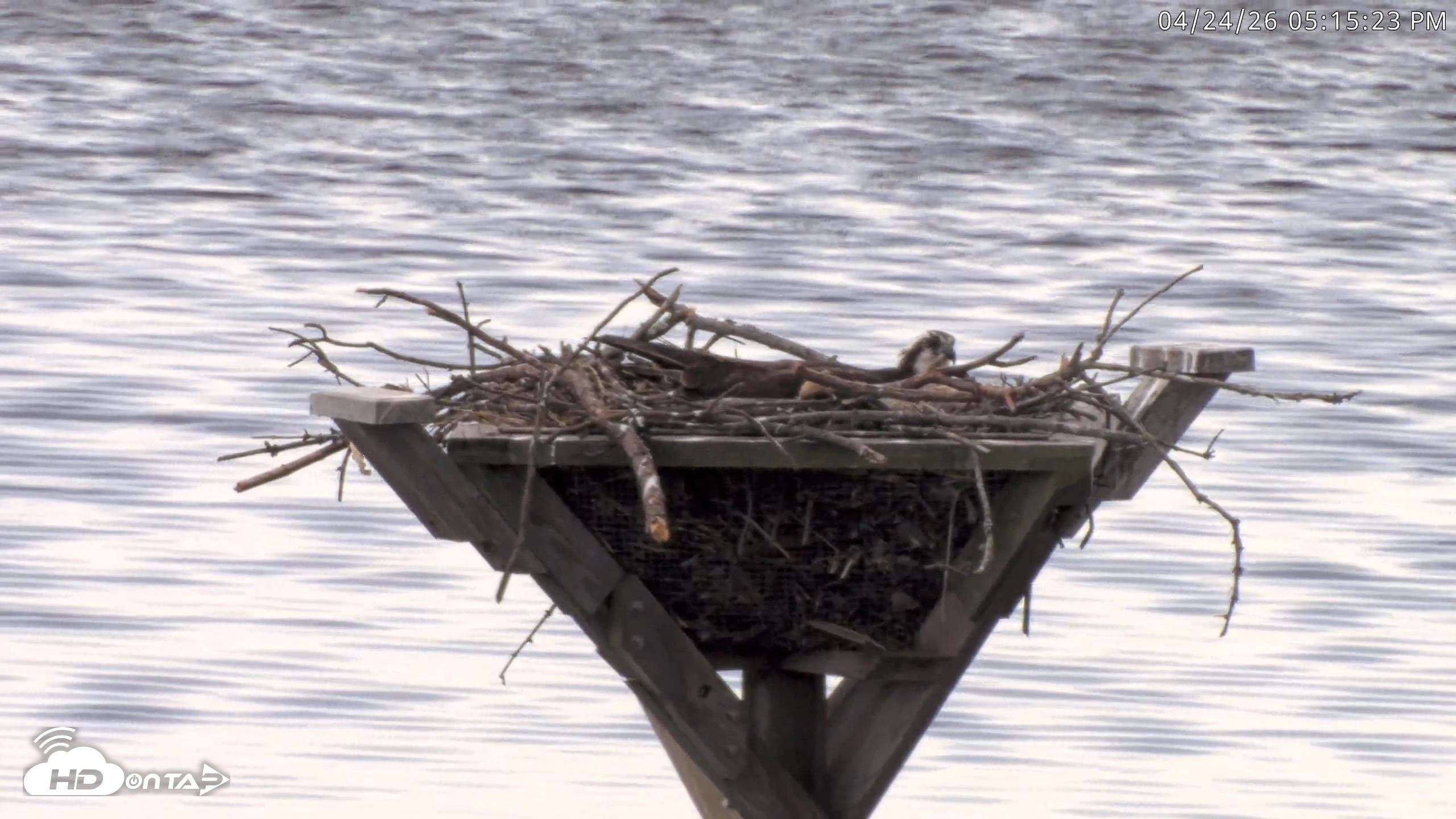 Snapshot of Blackwater Wildlife Refuge Osprey River Platform Live Cam taken Apr 24, 2026, 5:16pm EDT