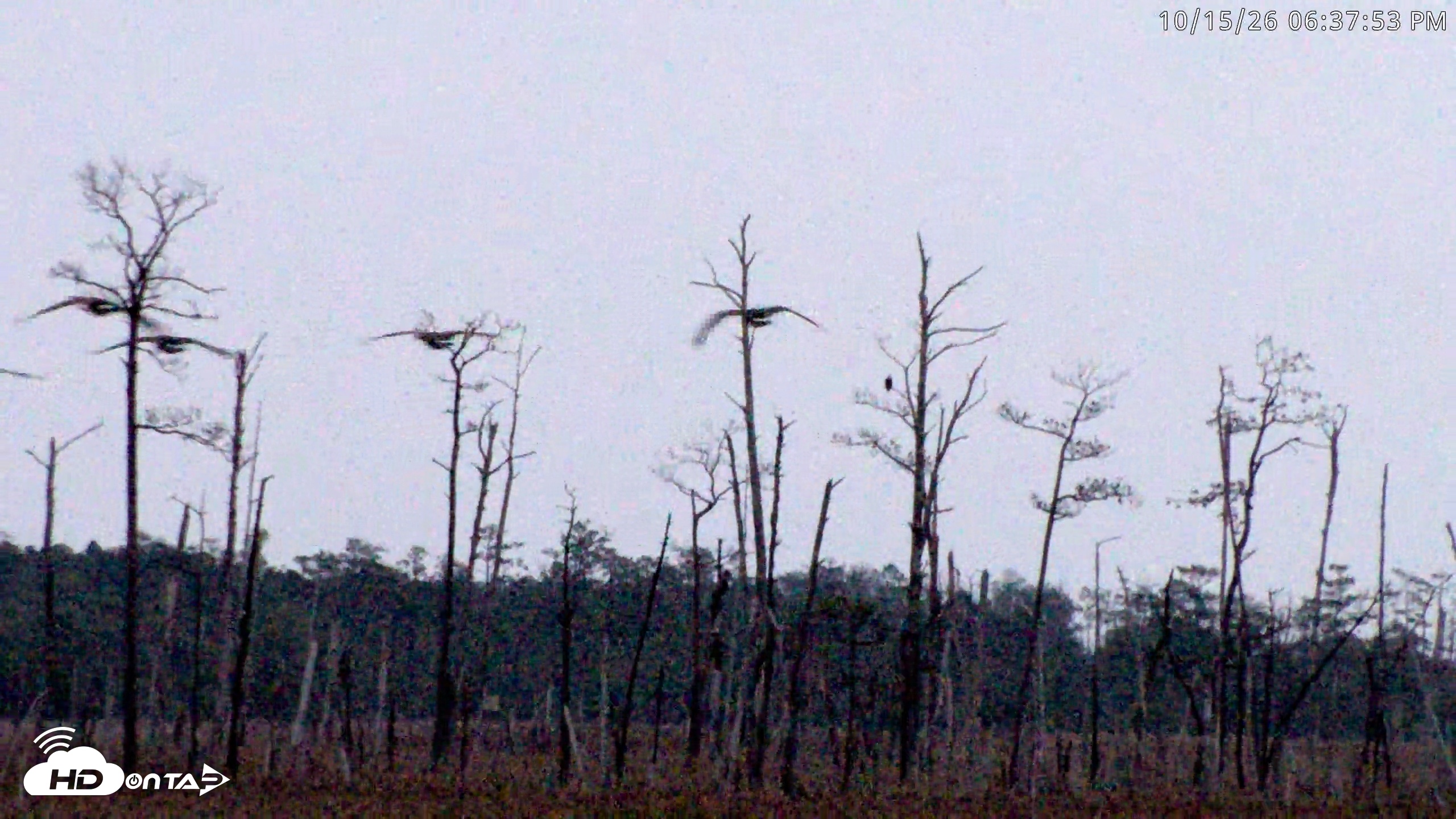 Snapshot of Blackwater Wildlife Refuge Osprey River Platform Live Cam taken Oct 15, 2026, 6:38pm EDT